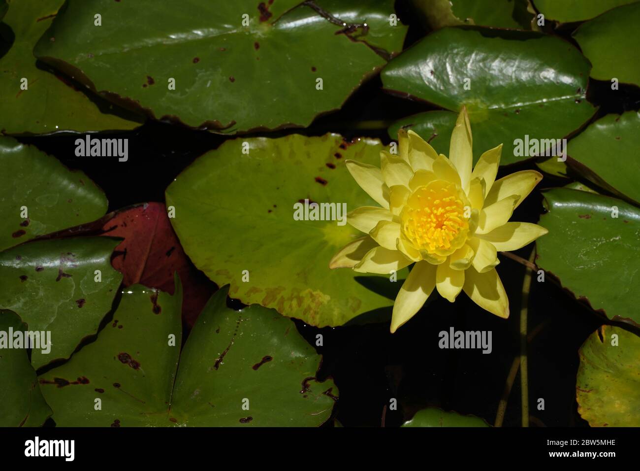 One beautiful bright yellow water lily flower against a mass of floating green water lily pads on dark water, with a pink pad underside showing. Stock Photo