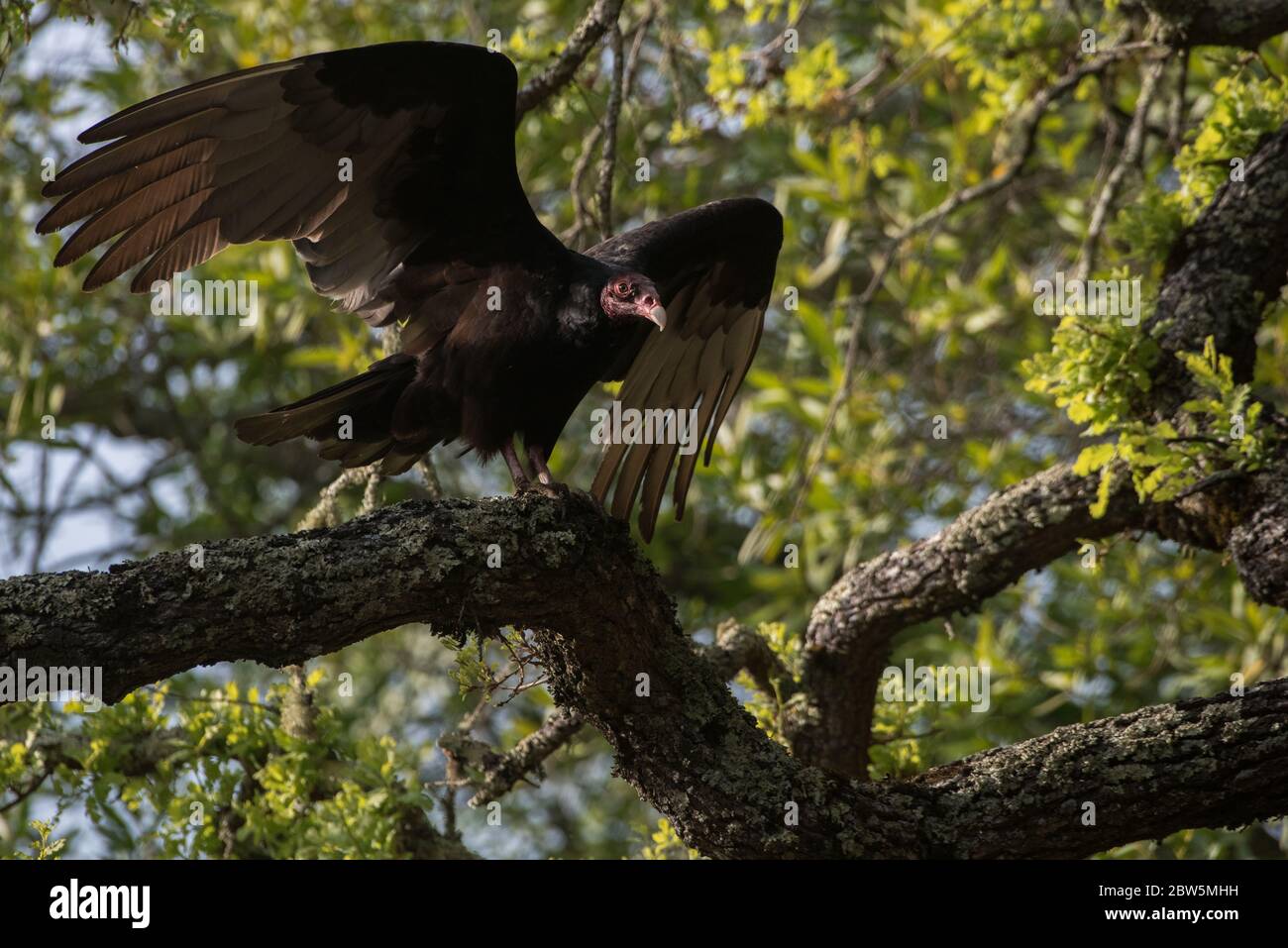 A turkey vulture (Cathartes aura) in one of the East Bay regional parks in the California Bay area. Stock Photo
