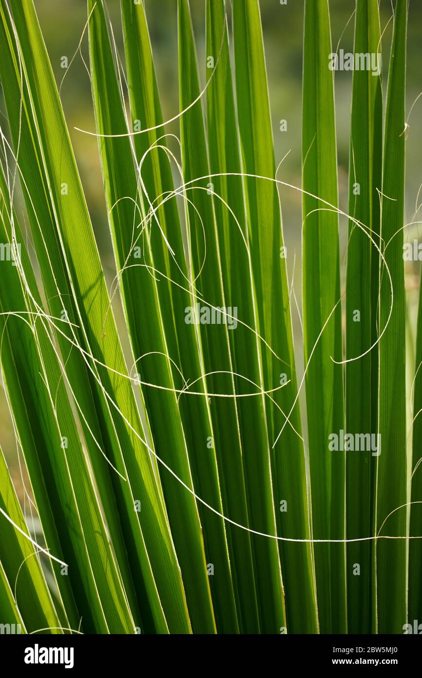 Delicate curving white fibers coming off the edges of the segments of a green palm frond contrast to the rigid, straight segments themselves. Stock Photo