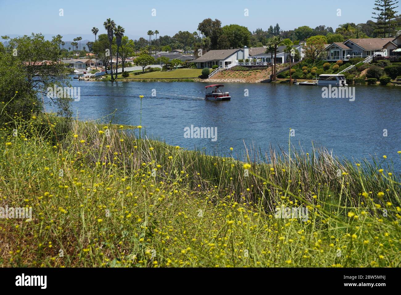 Pontoon boat making its way down Lake San Marcos past residences on a sunny afternoon, as viewed from a shoreline filled with yellow wild flowers. Stock Photo