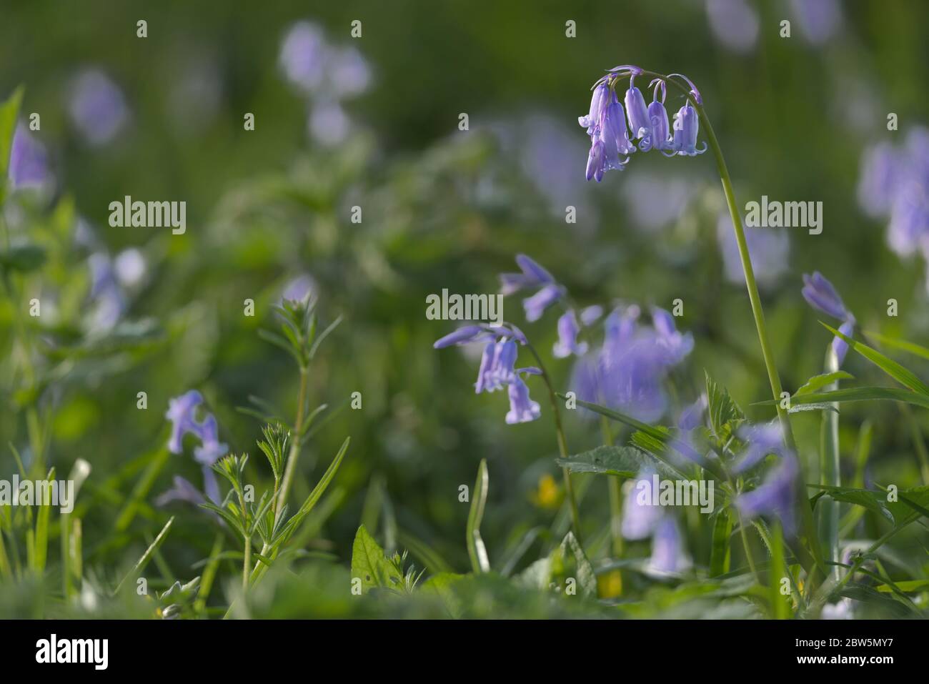 british bluebell close up with a blurred background Stock Photo