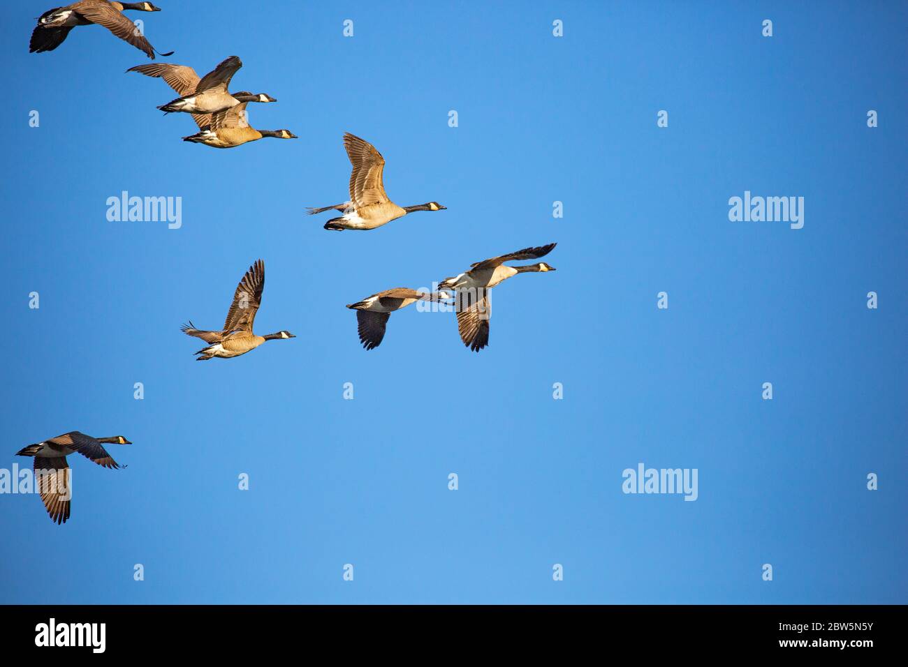 Adult canada geese (Branta canadensis) flying in a V formation in a blue sky, Wausau, Wisconsin, horizontal Stock Photo
