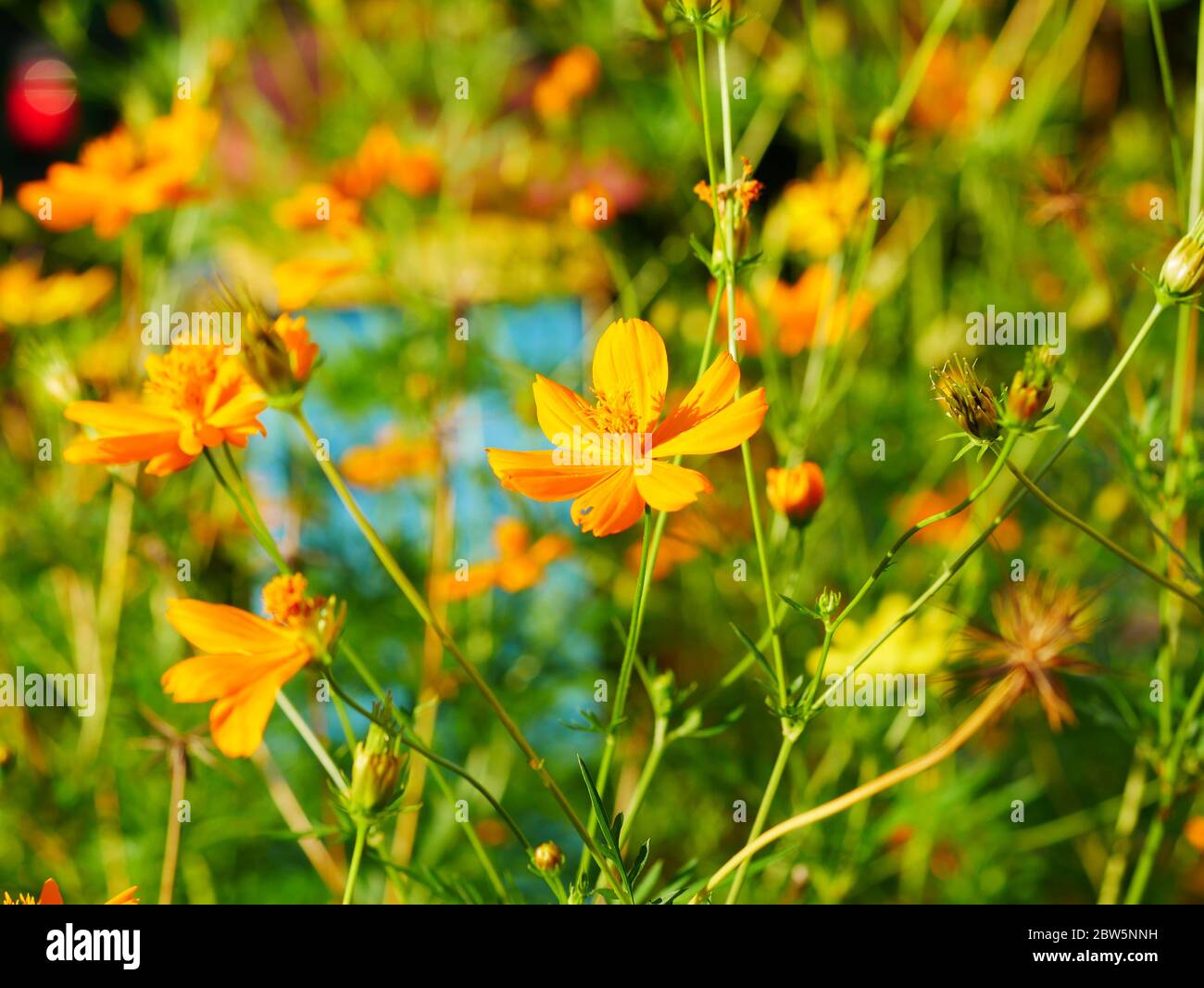 Download Sulfur Yellow Sulphureus Flowers High Resolution Stock Photography And Images Alamy PSD Mockup Templates