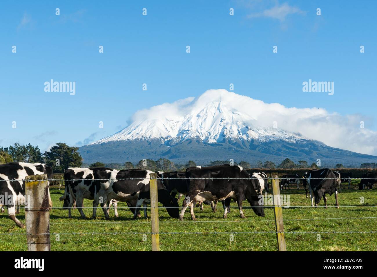 Herd black and white cattle grazing below snowcapped peak with low clouds draped over Mount Egmont with low cloud draped over top, New Zealand. Stock Photo