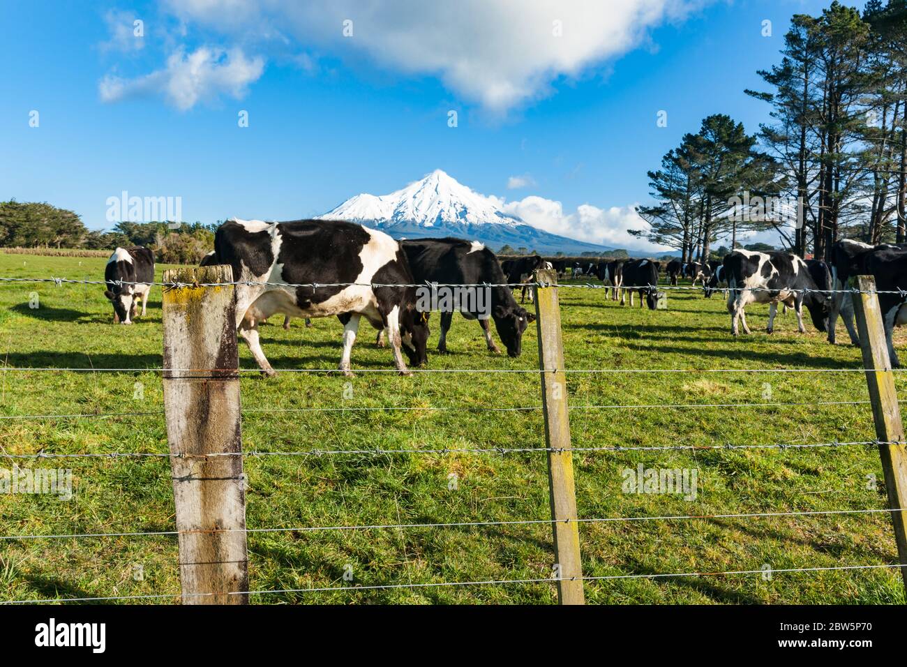 Herd black and white cattle through fence grazing below snowcapped peak of Mount Egmont, New Zealand. Stock Photo