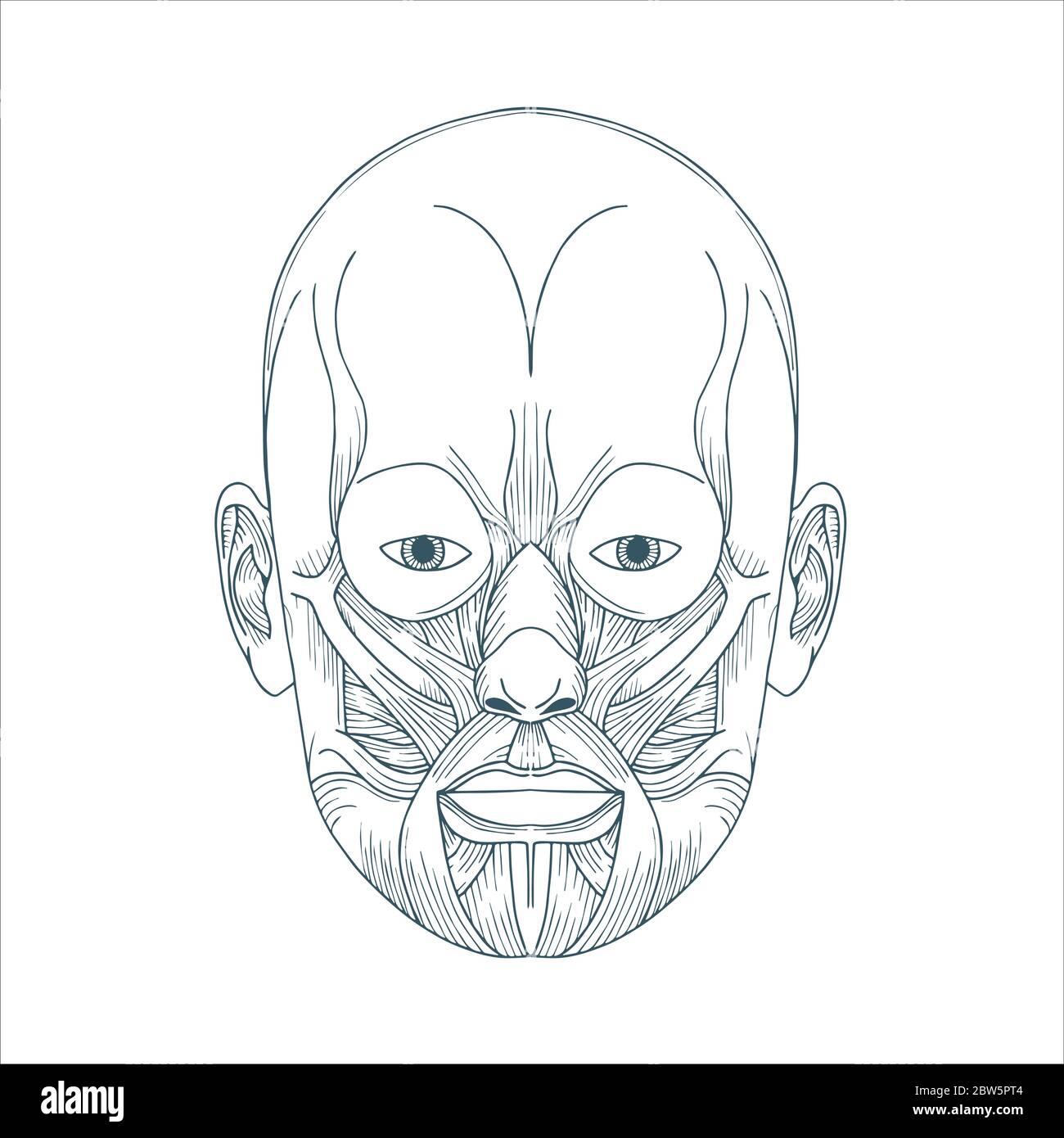 Human head anatomy. Hand drawn human face anatomy. Male head muscular system sketch drawing. Part of set. Stock Vector