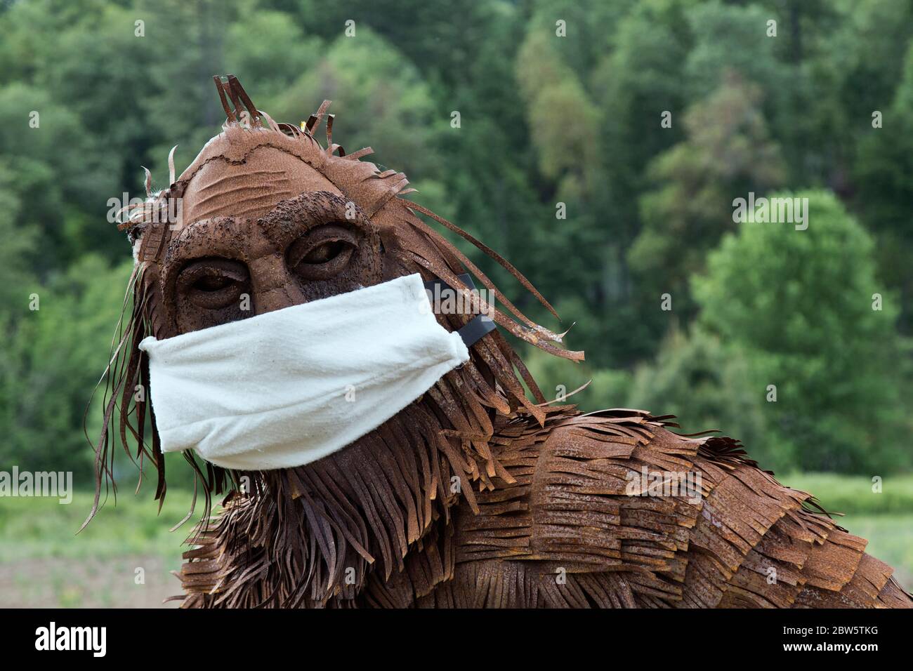 Bigfoot wearing COVID-19 antivirus mask, forest edge. Stock Photo