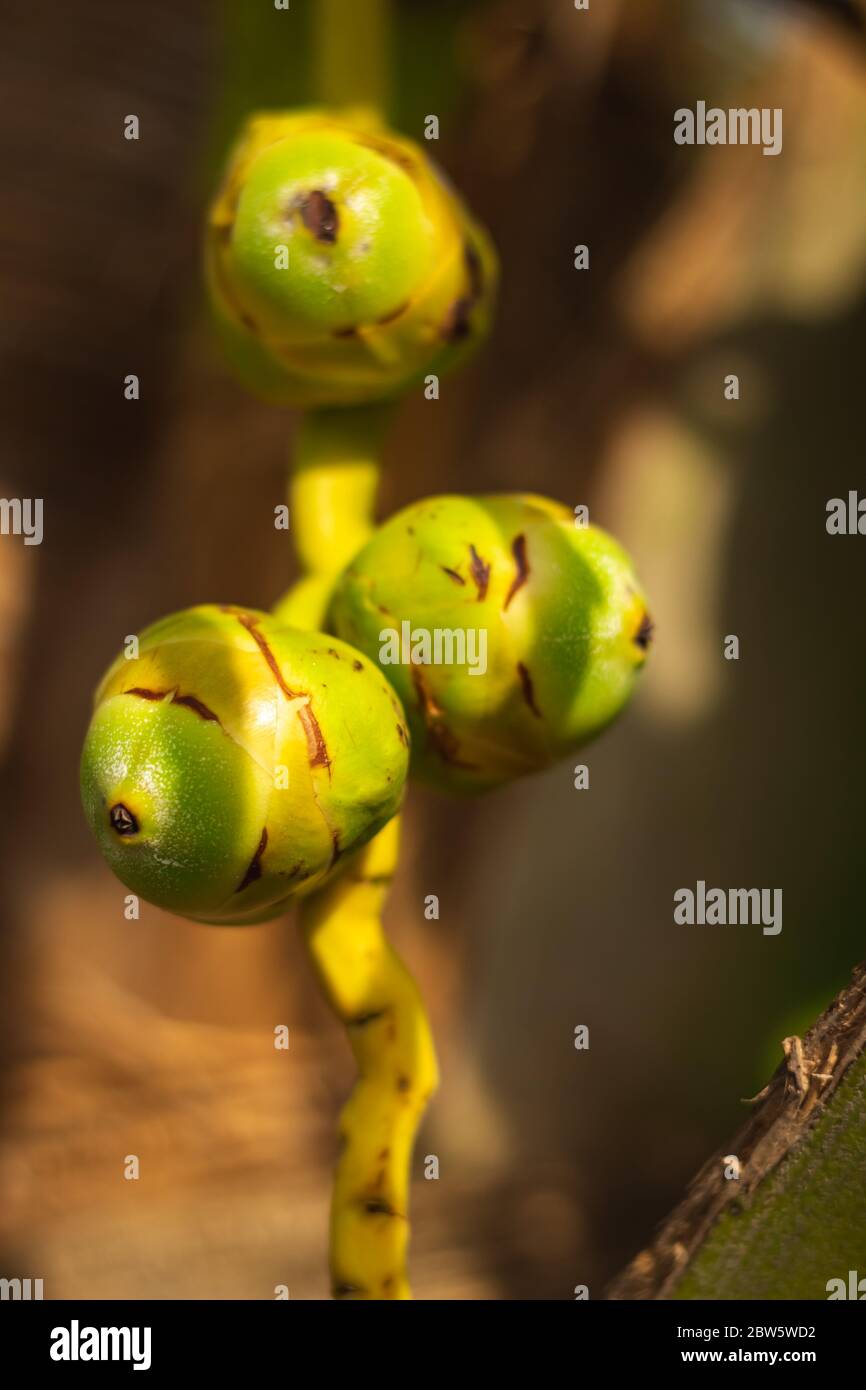 Fresh new born Baby coconuts on a Coconut tree plantation.Cluster of fresh baby coconut palm fruits on its tree. Achinga , Little Coconut, Small Cocon Stock Photo