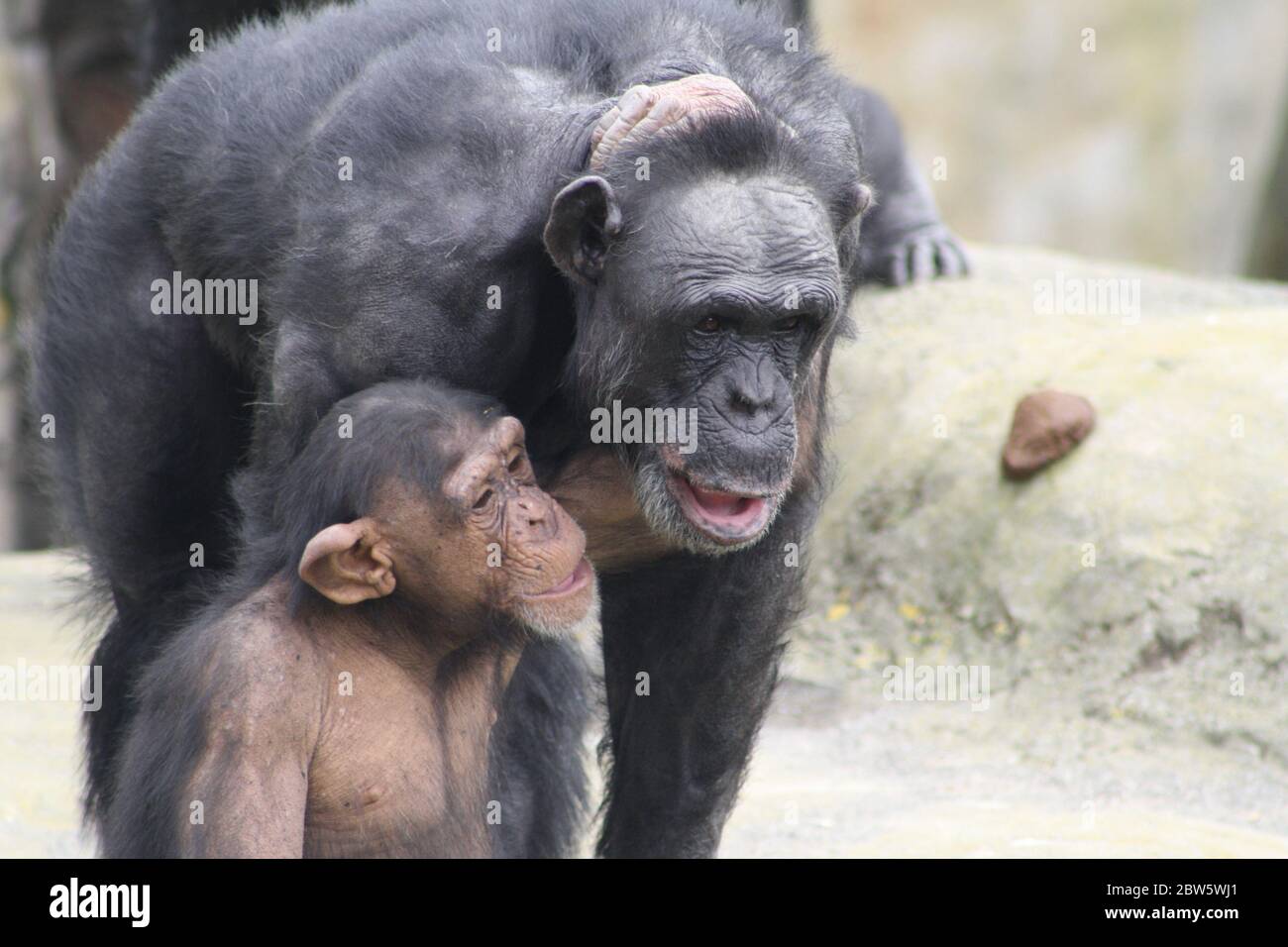 Mother And Baby Chimpanzee High Resolution Stock Photography and Images ...