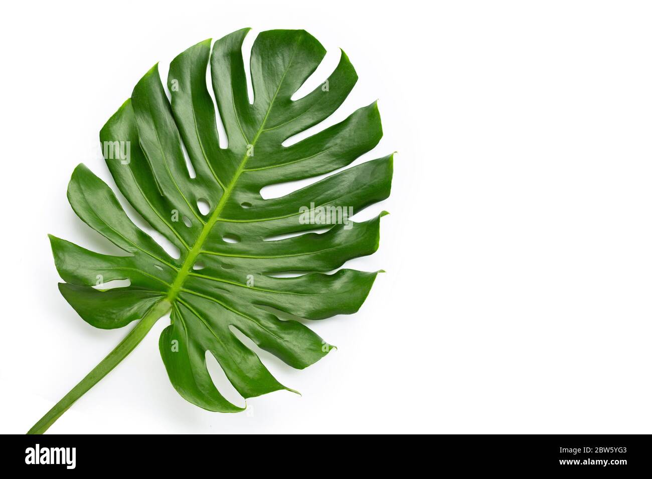 Monstera plant leaf on white background. Copy space Stock Photo