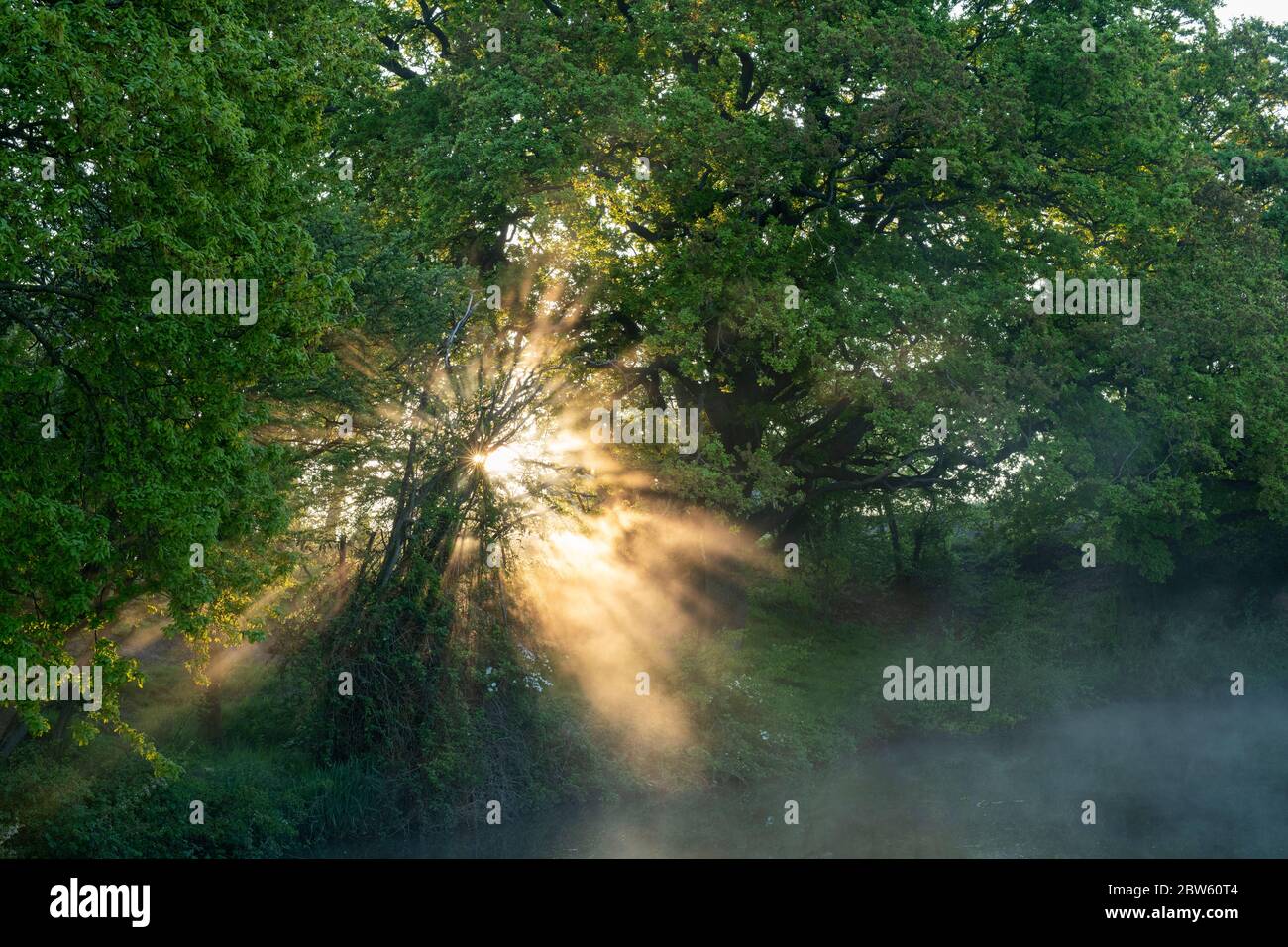 Sun rays through mist and the hedgerow along the oxford canal. Near Somerton, Oxfordshire, England Stock Photo