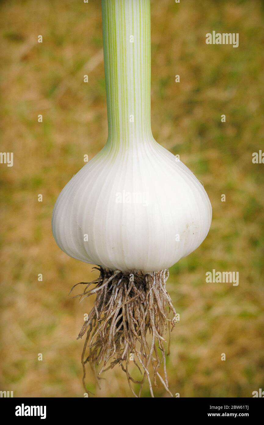 Garlic roots hires stock photography and images Alamy