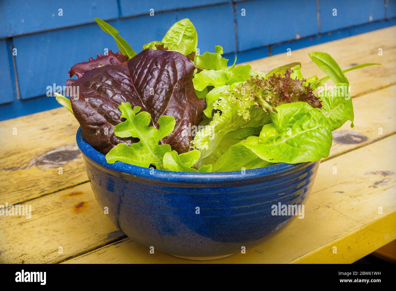 Blue Ceramic Bowl of Red and Green Leaf Lettuce Stock Photo Alamy