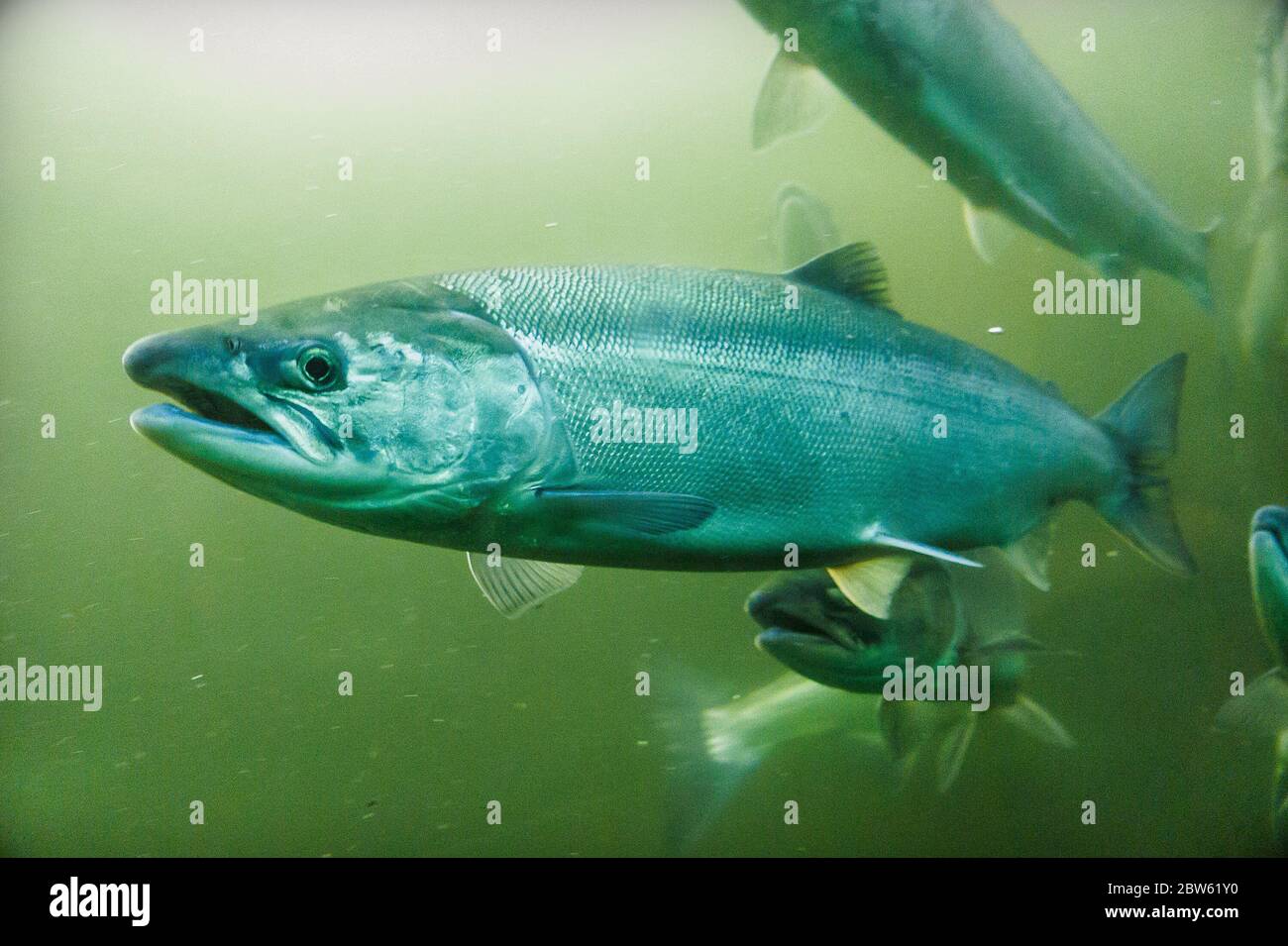 Salmon Swimming in Green Water Stock Photo