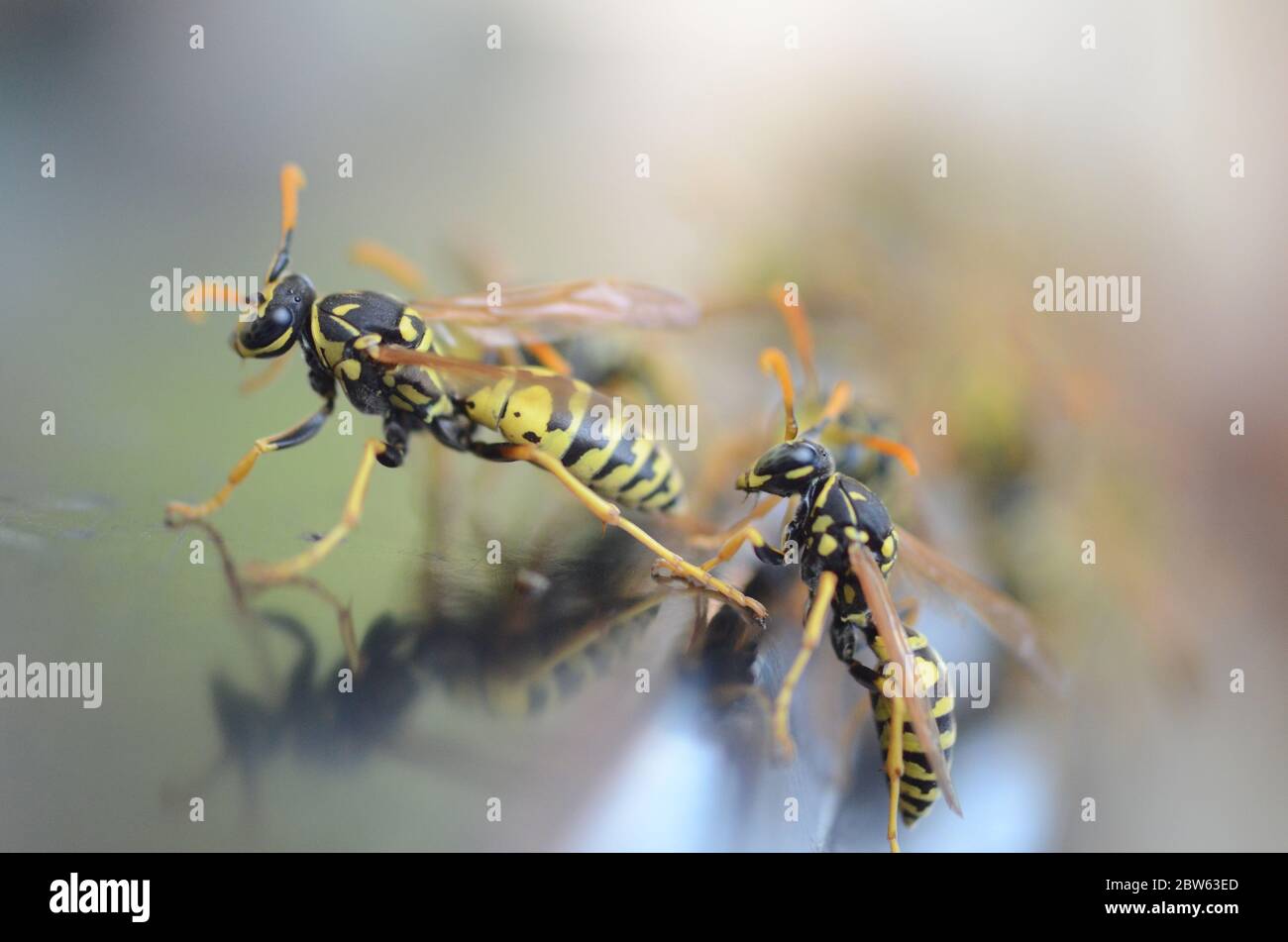 A pair of hornets, wasps, yellow jackets on a reflective surface. Stock Photo