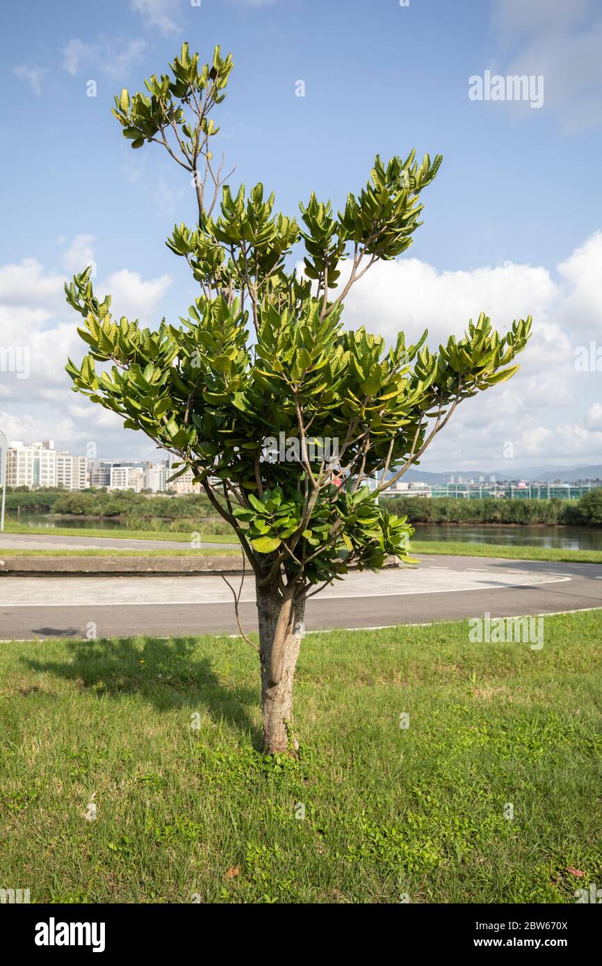 Formosan Nato Tree，Taiwan Nato Tree, Palaquium formosanum, Taipei, Taiwan, April 09, 2020 Stock Photo