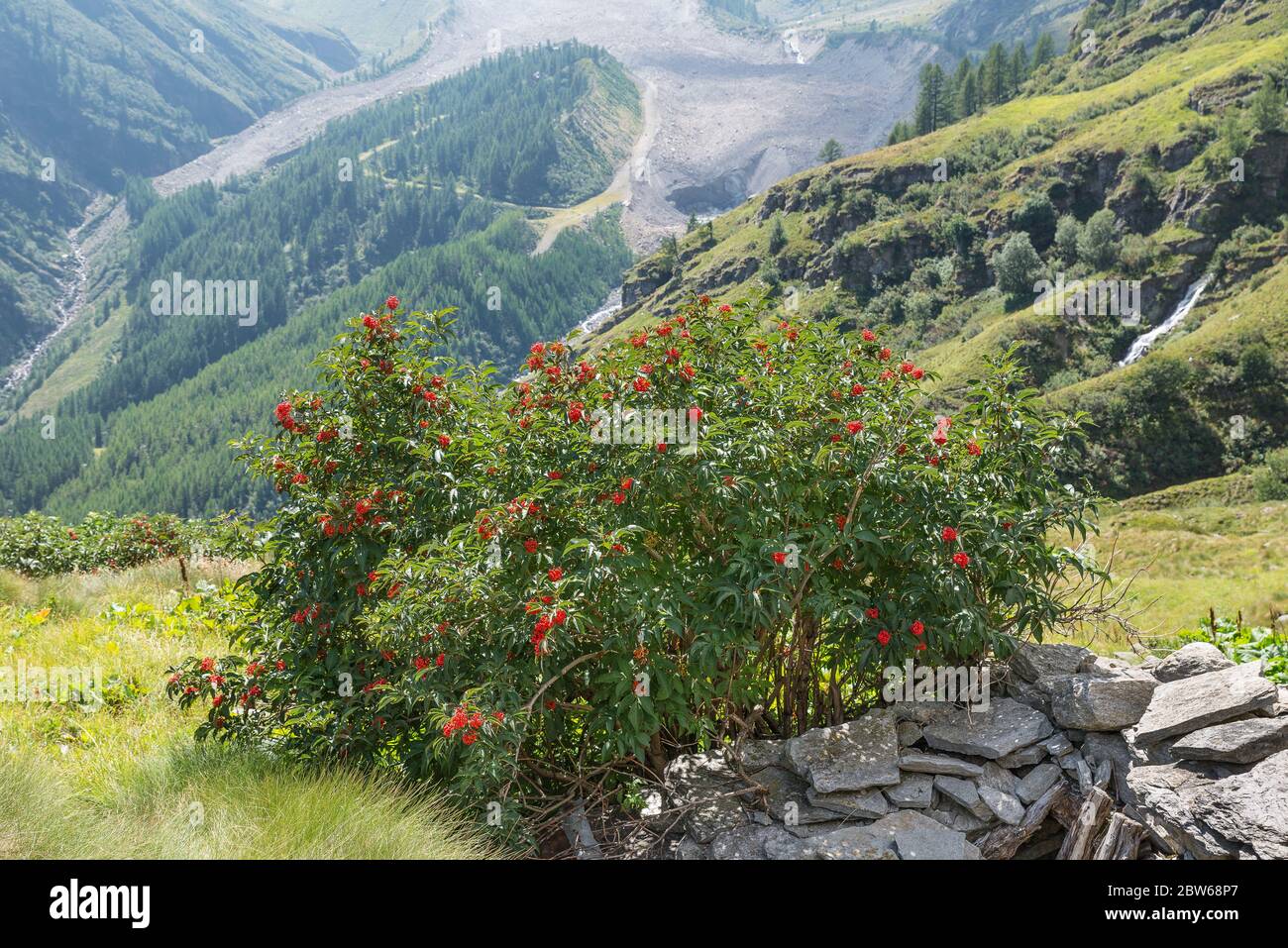 Sorbus aucuparia, mountain tree commonly called rowan and mountain ash Stock Photo