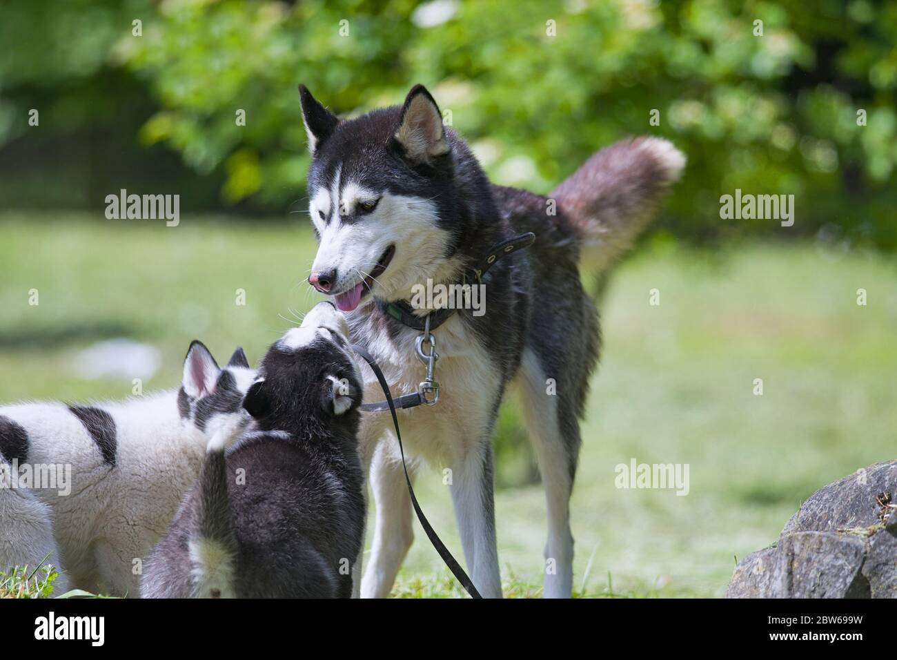 purebred mother husky with puppies Stock Photo