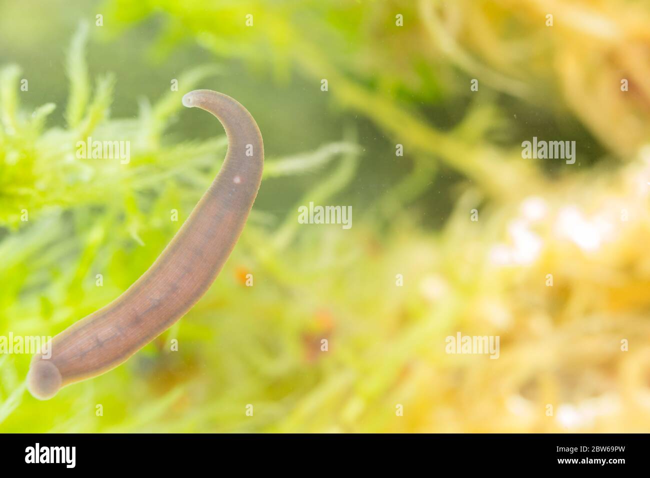 Freshwater jawless leech (Dina lineata) Stock Photo