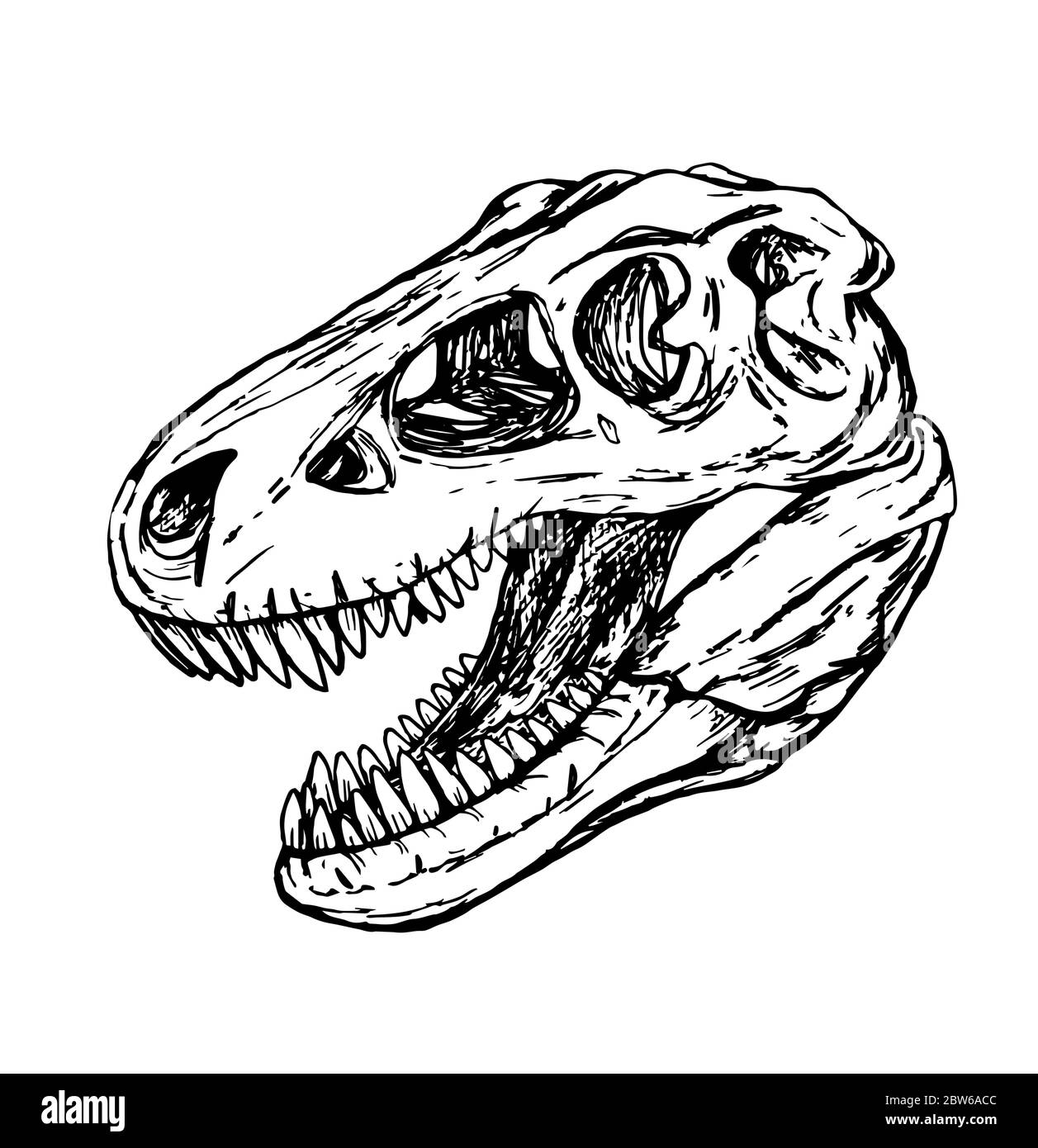 dinosaur head of turex skull illustration for design and decor Stock Photo