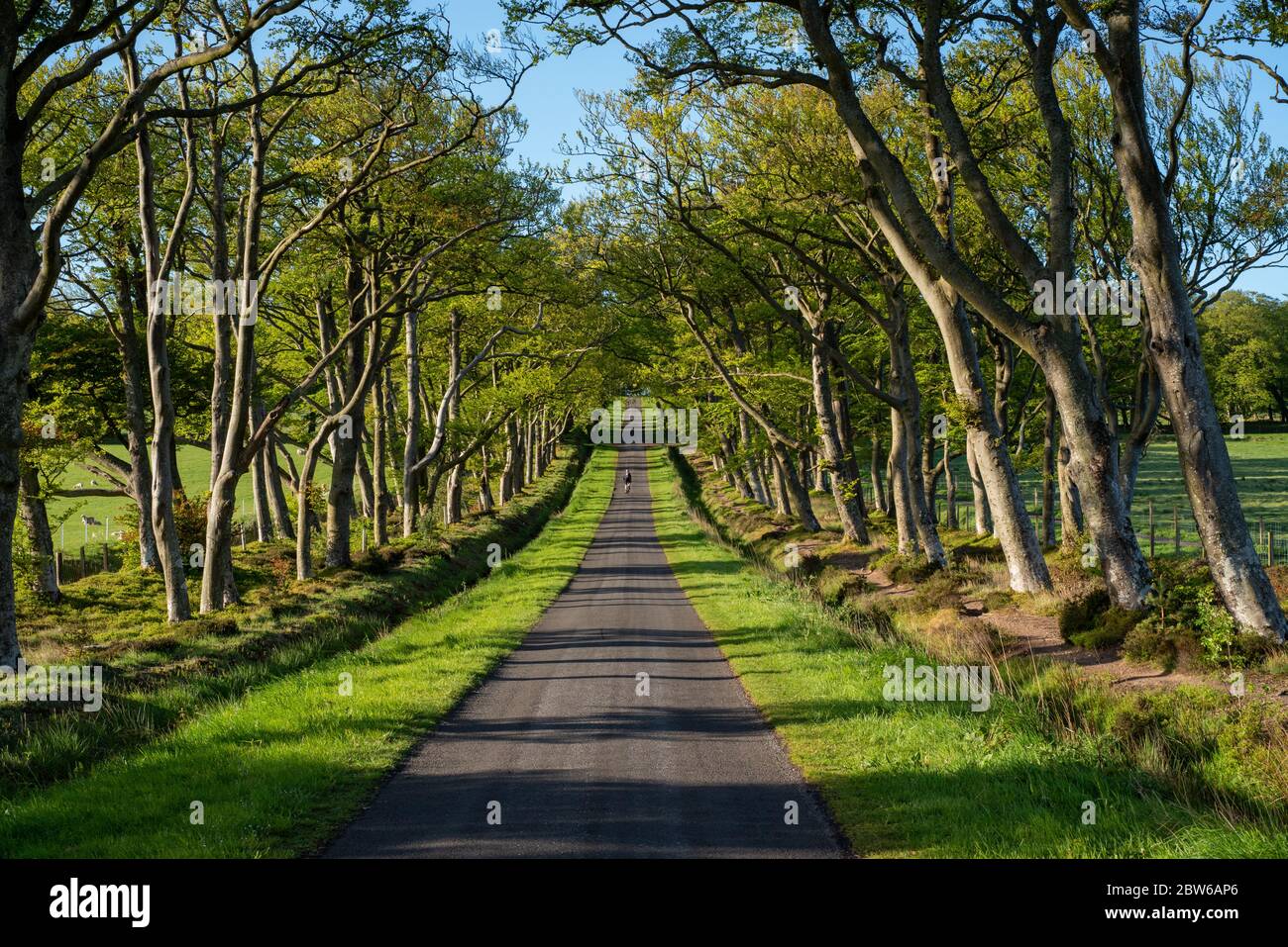 Cyclist on the leafy country lane. Spring - Balerno, Scotland Stock Photo