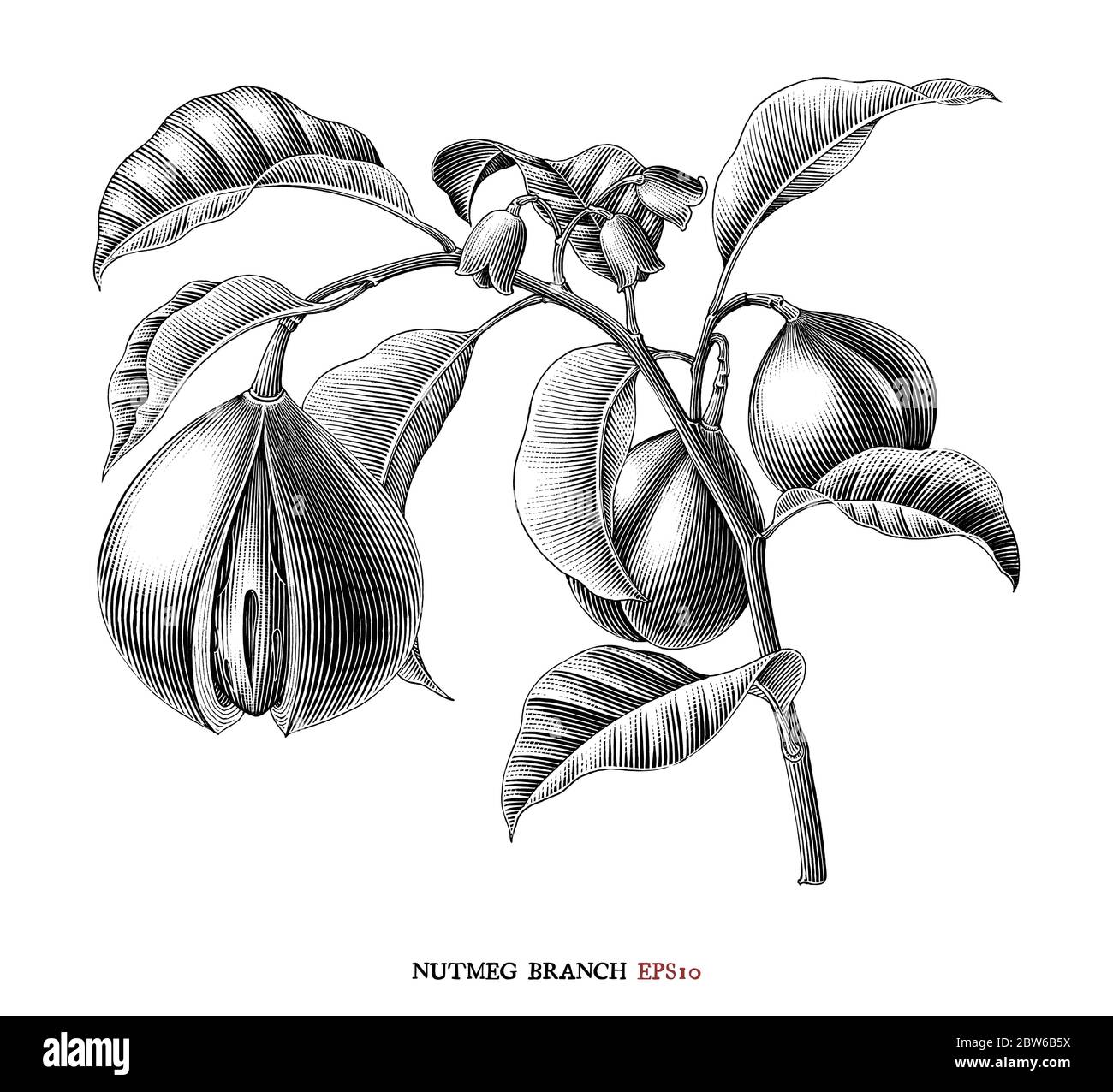 Nutmeg branch botanical drawing vintage style black and white clipart isolated on white