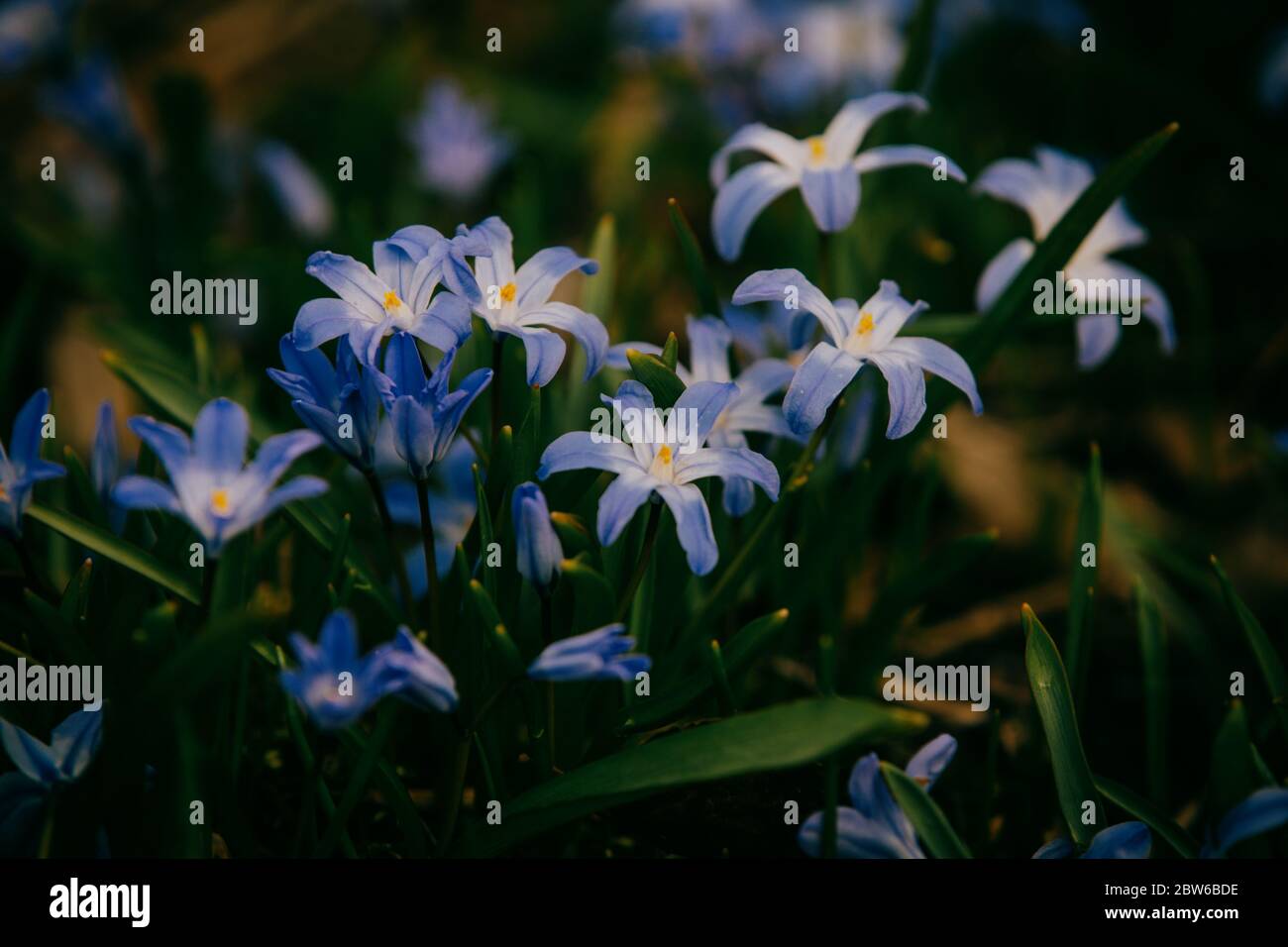 Beautiful spring flowers hires stock photography and images Alamy