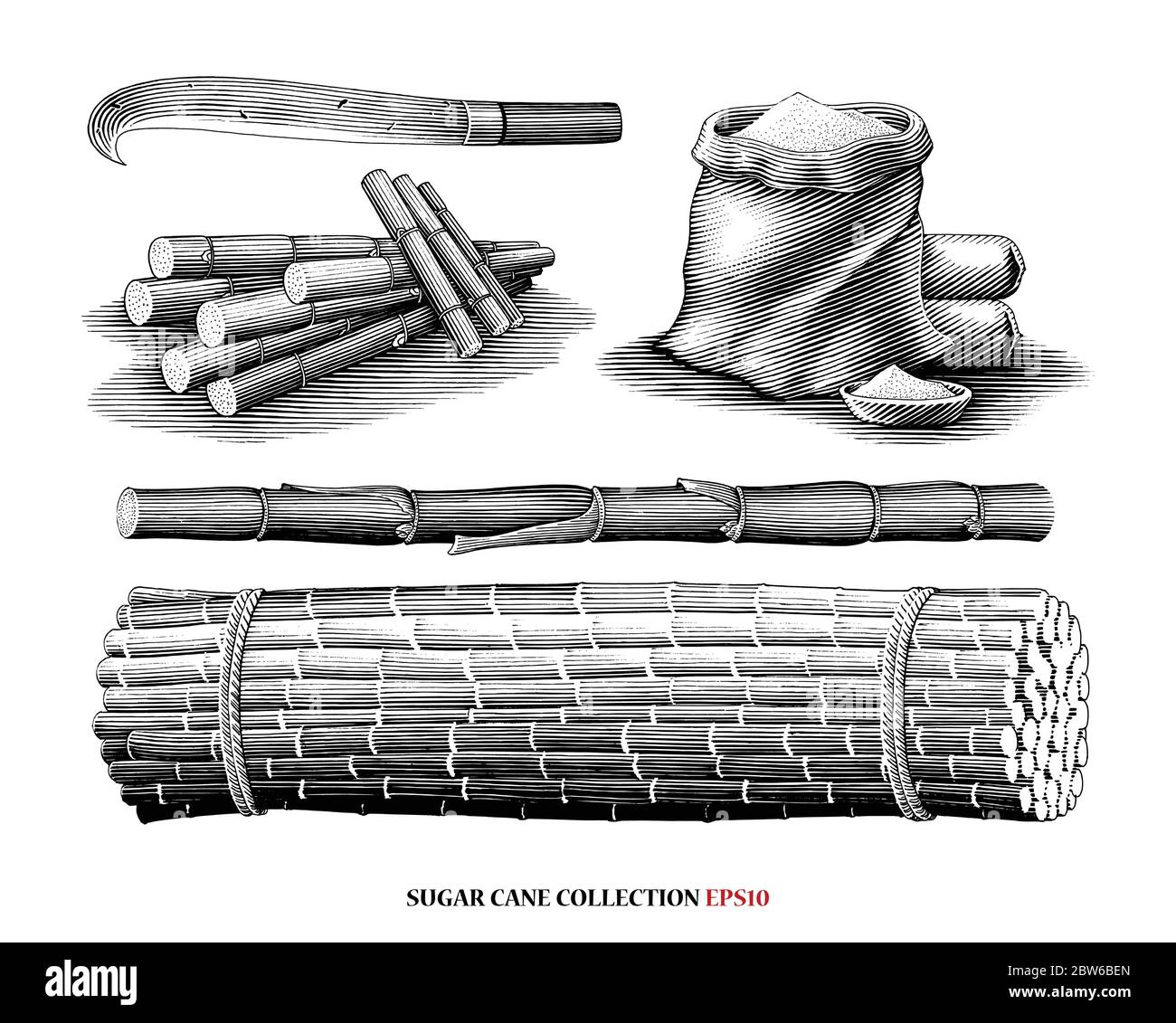 sugar cane set sketch hand drawn vector - Stock Illustration [94301527] -  PIXTA