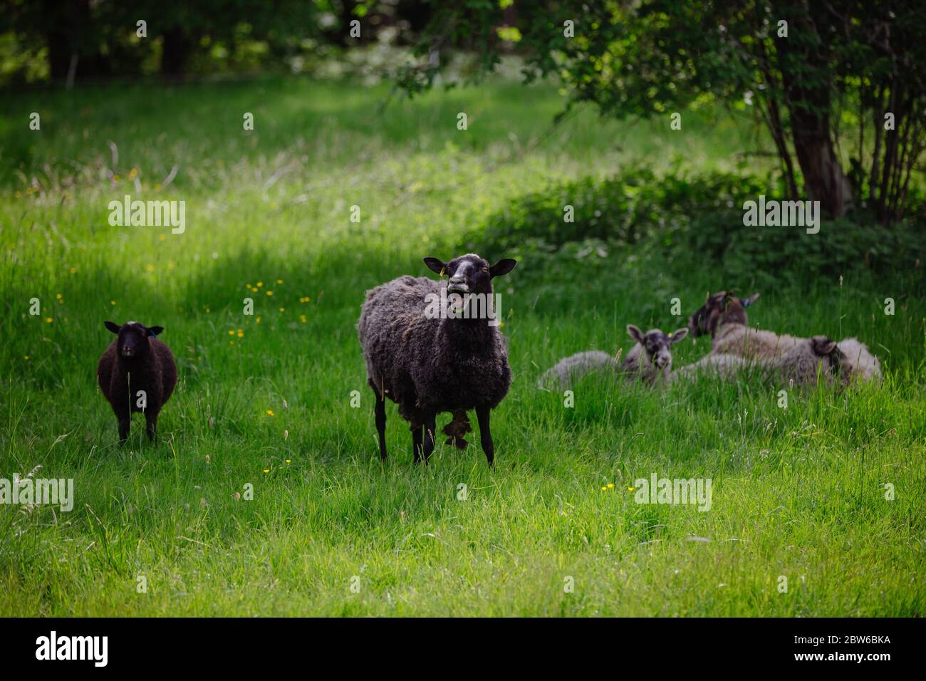 Domesticated animals at Aland Islands Stock Photo