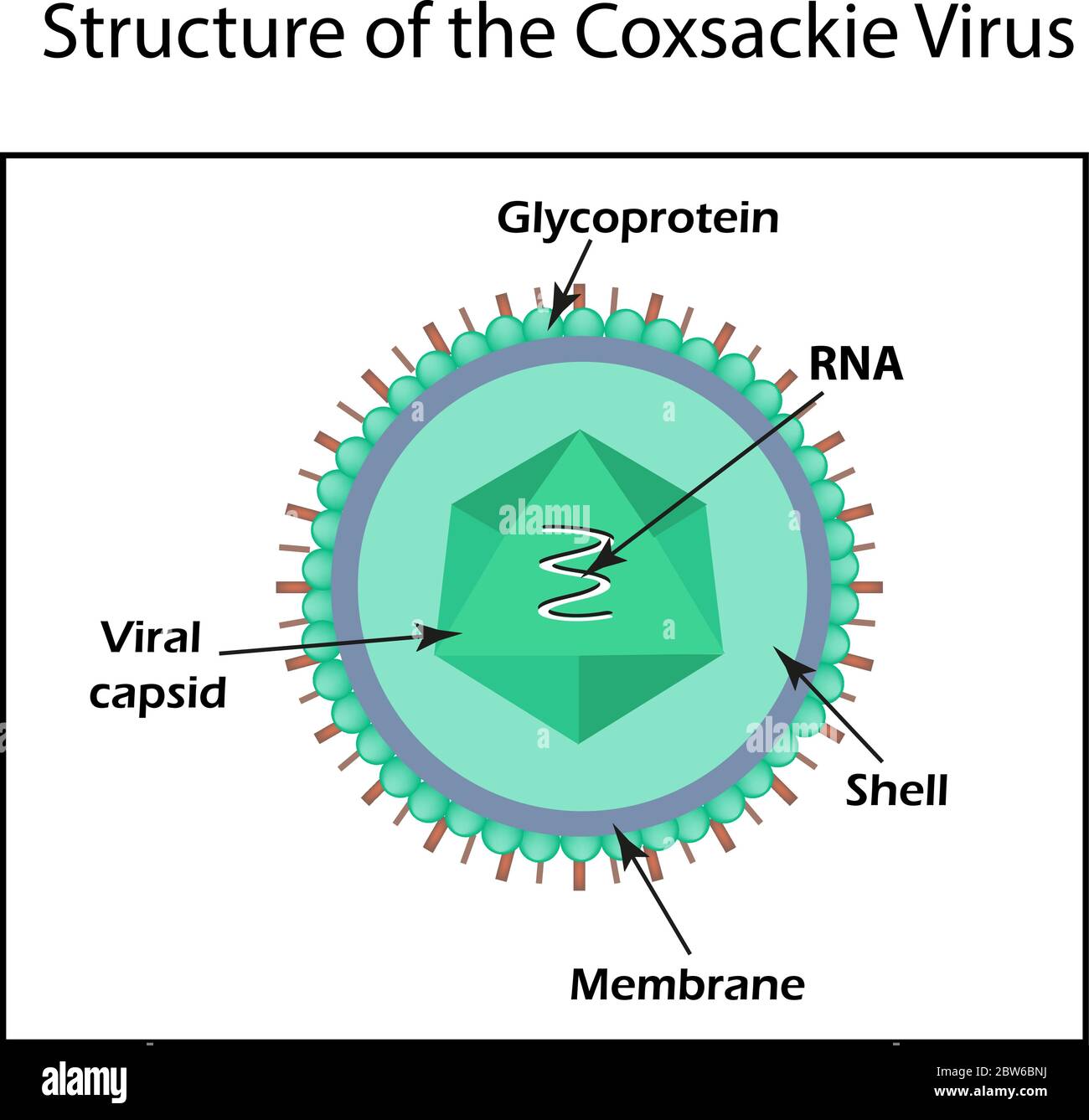 The structure of the Coxsackie virus. Enterovirus. Infographics. Vector illustration on isolated background Stock Vector
