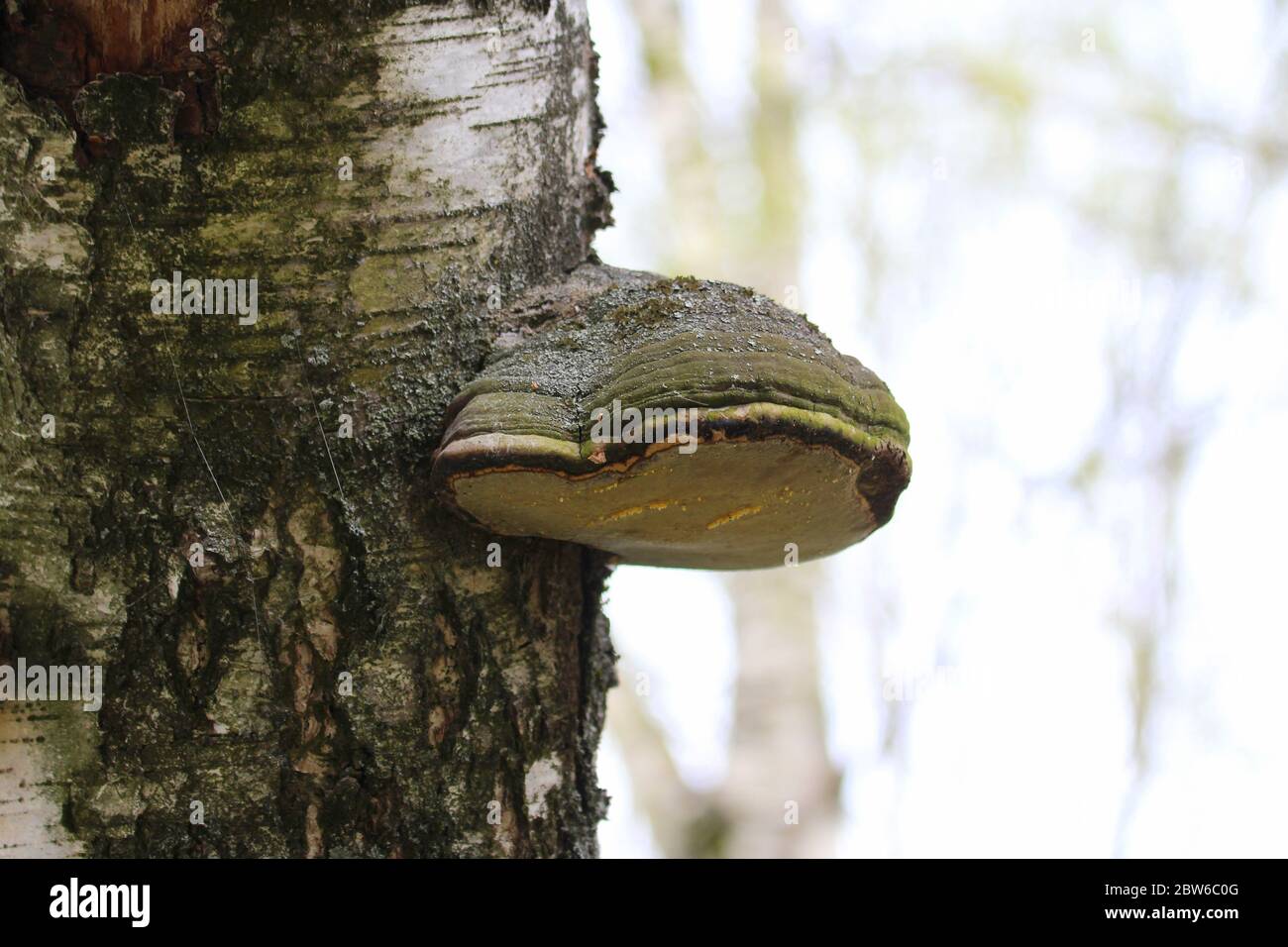 A wood mushroom on the trunk of a birch tree. Parasitic fungus on a tree. Texture of bark and moss. Stock Photo