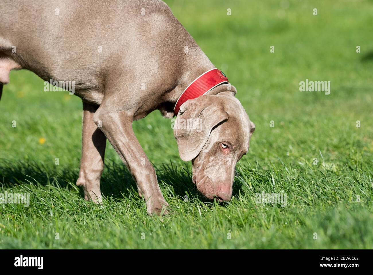 Weimaraner sniffs on the green grass. Olfactory exercises for the dog