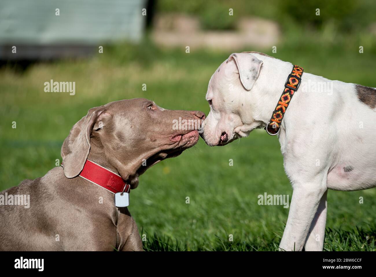 Dog fun. Two young Weimaraner and Pitbull dogs in play. Socialization of dogs, biting inhibition exercise and calming signals. Stock Photo