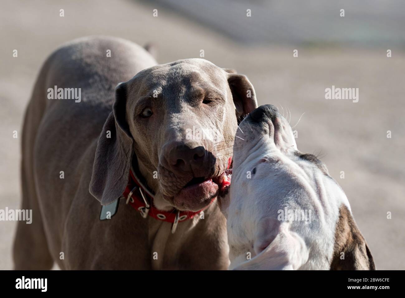 Dog fun. Two young Weimaraner and Pitbull dogs in play. Socialization of dogs, biting inhibition exercise and calming signals. Stock Photo