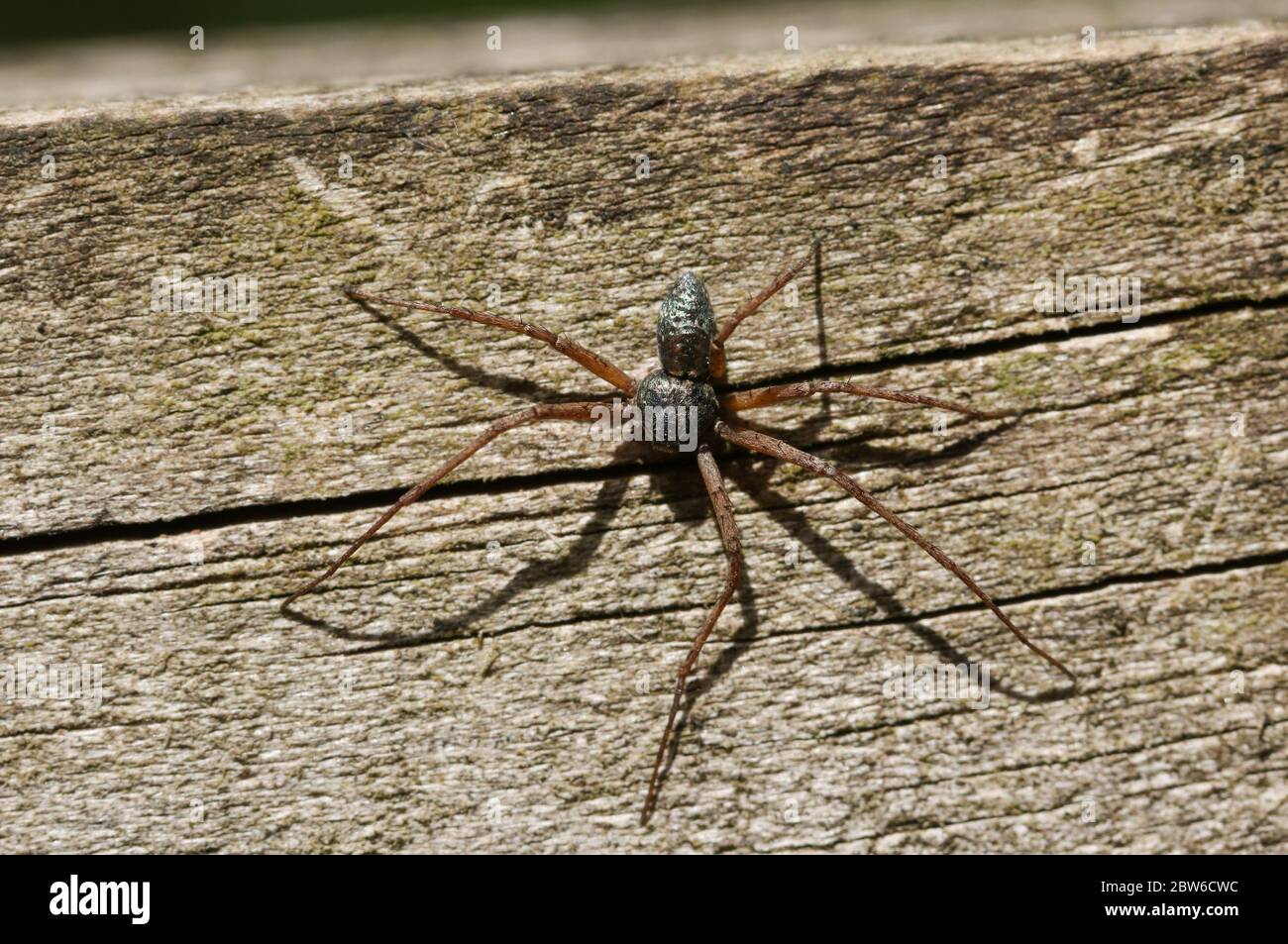 A male Running Crab Spider, Philodromus aureolus, hunting on a wooden