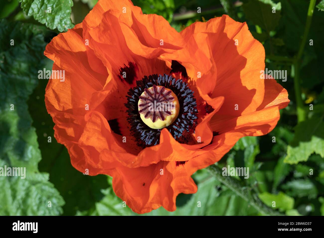 Red flowering poppy close up Stock Photo