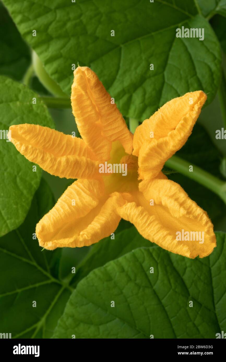 Fresh yellow pumpkin flower, cucurbita maxima, close up Stock Photo