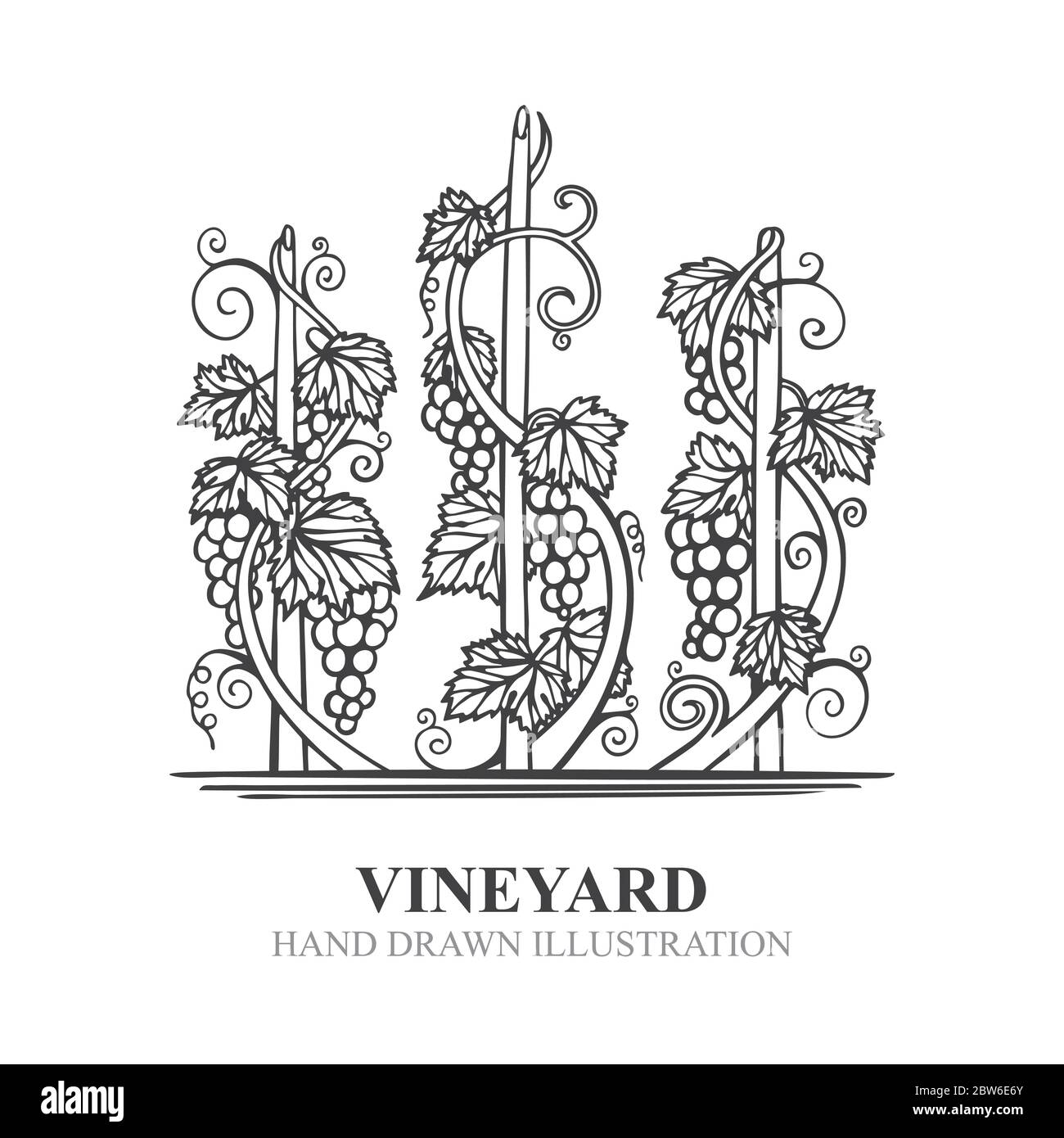 Grapes in vineyard. Hand drawn vine and grape bunch engraving style