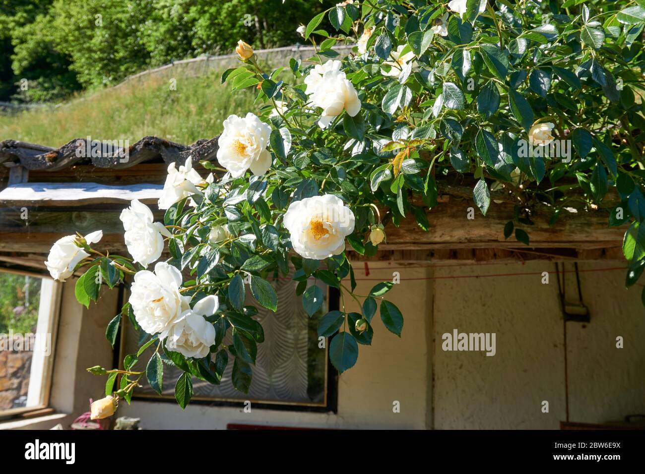 Detail of white roses in the garden Stock Photo - Alamy