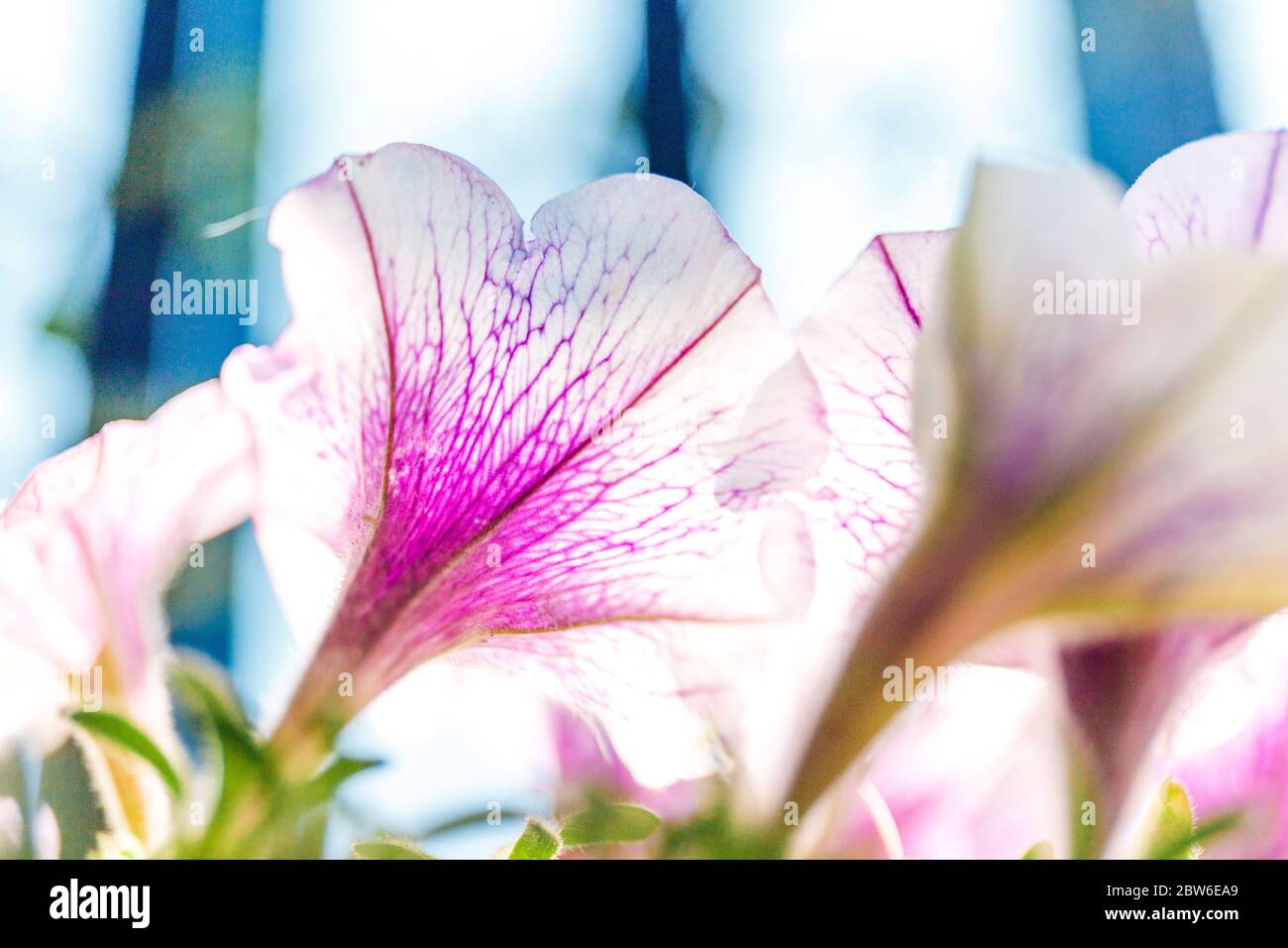 Colorful Petunia Flowers Balcony In Beautiful Style On White