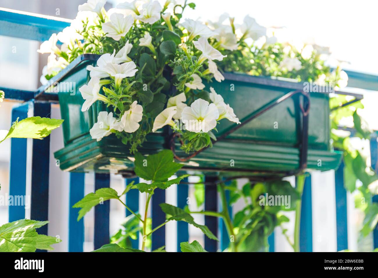 Colorful Petunia Flowers Balcony In Beautiful Style On White