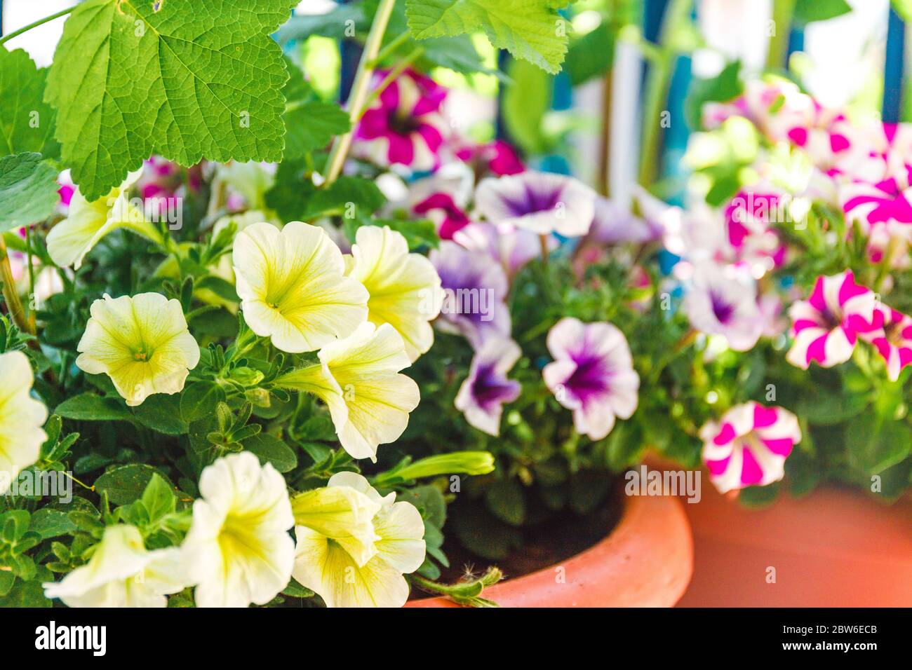 Colorful Petunia Flowers Balcony In Beautiful Style On White
