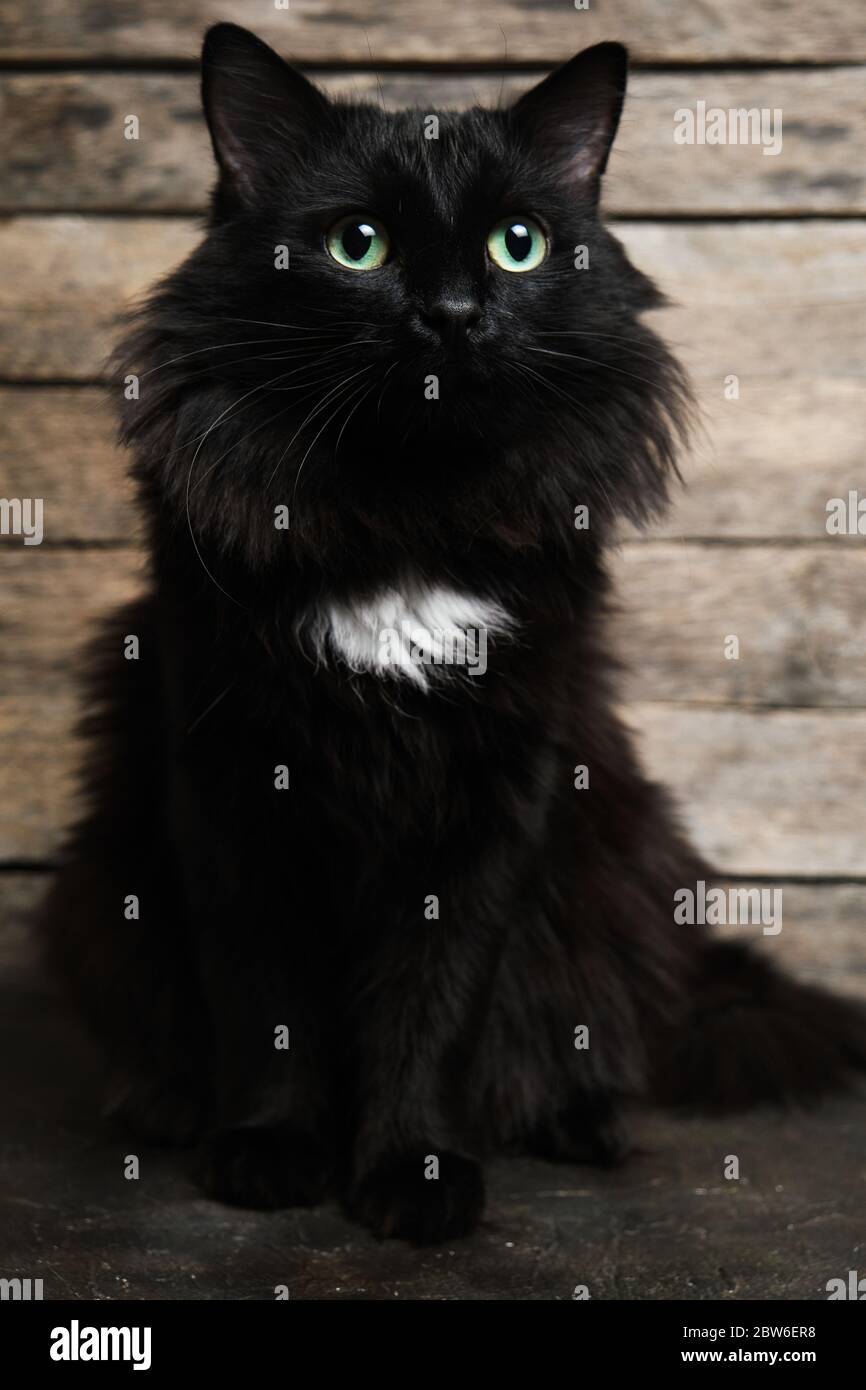 black fluffy cats