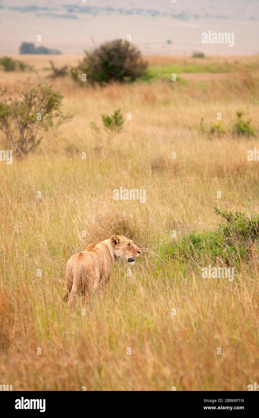 Lioness, Panthera leo, in Masai Mara National Reserve. Kenya. Africa. Stock Photo