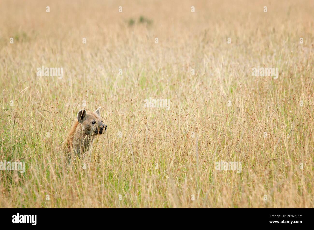 Adult spotted hyena, Crocuta crocuta (Hyaenidae), looking for in the grass in Masai Mara National Reserve. Kenya. Africa. Stock Photo