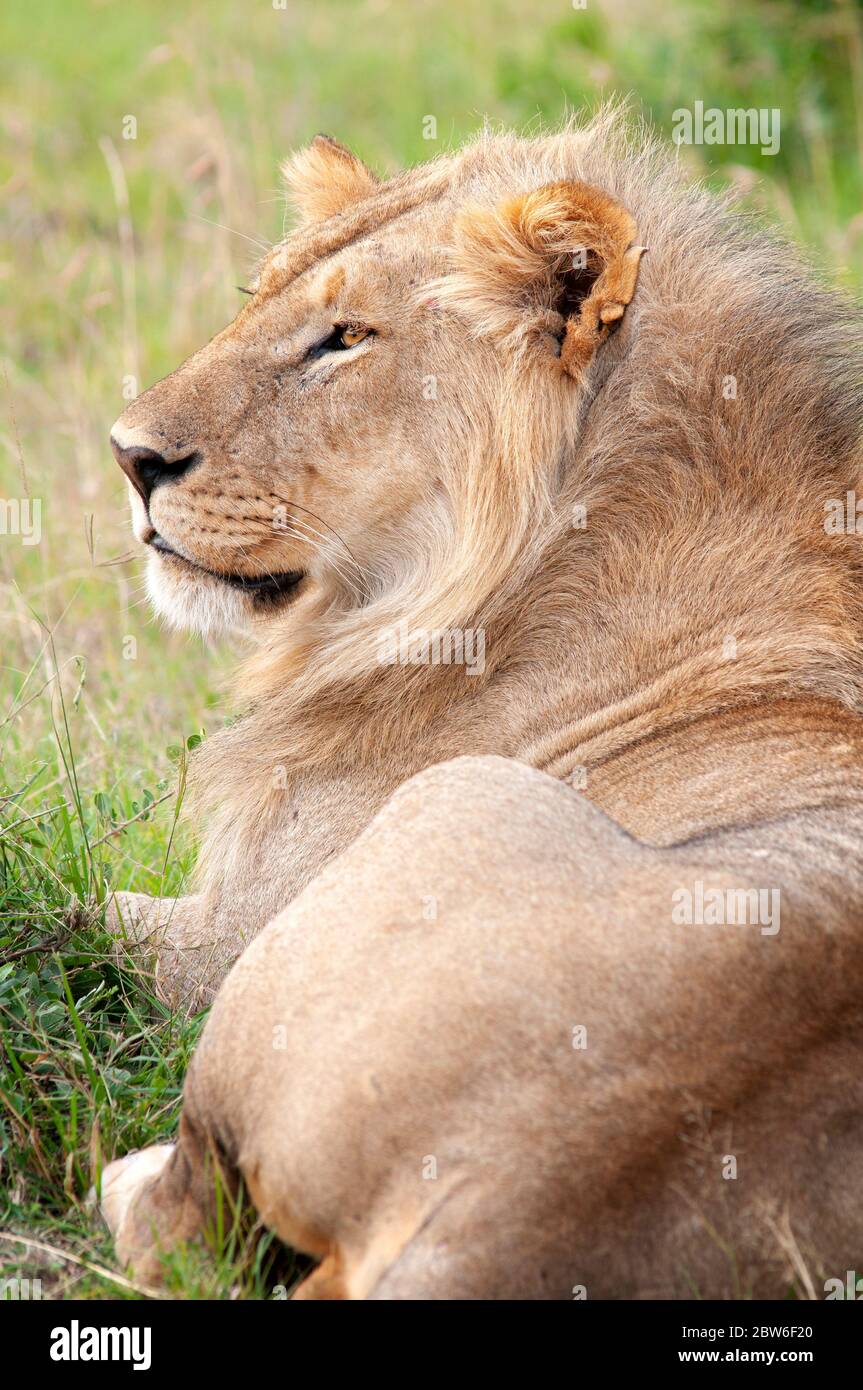 Masai mara león hi-res stock photography and images - Alamy