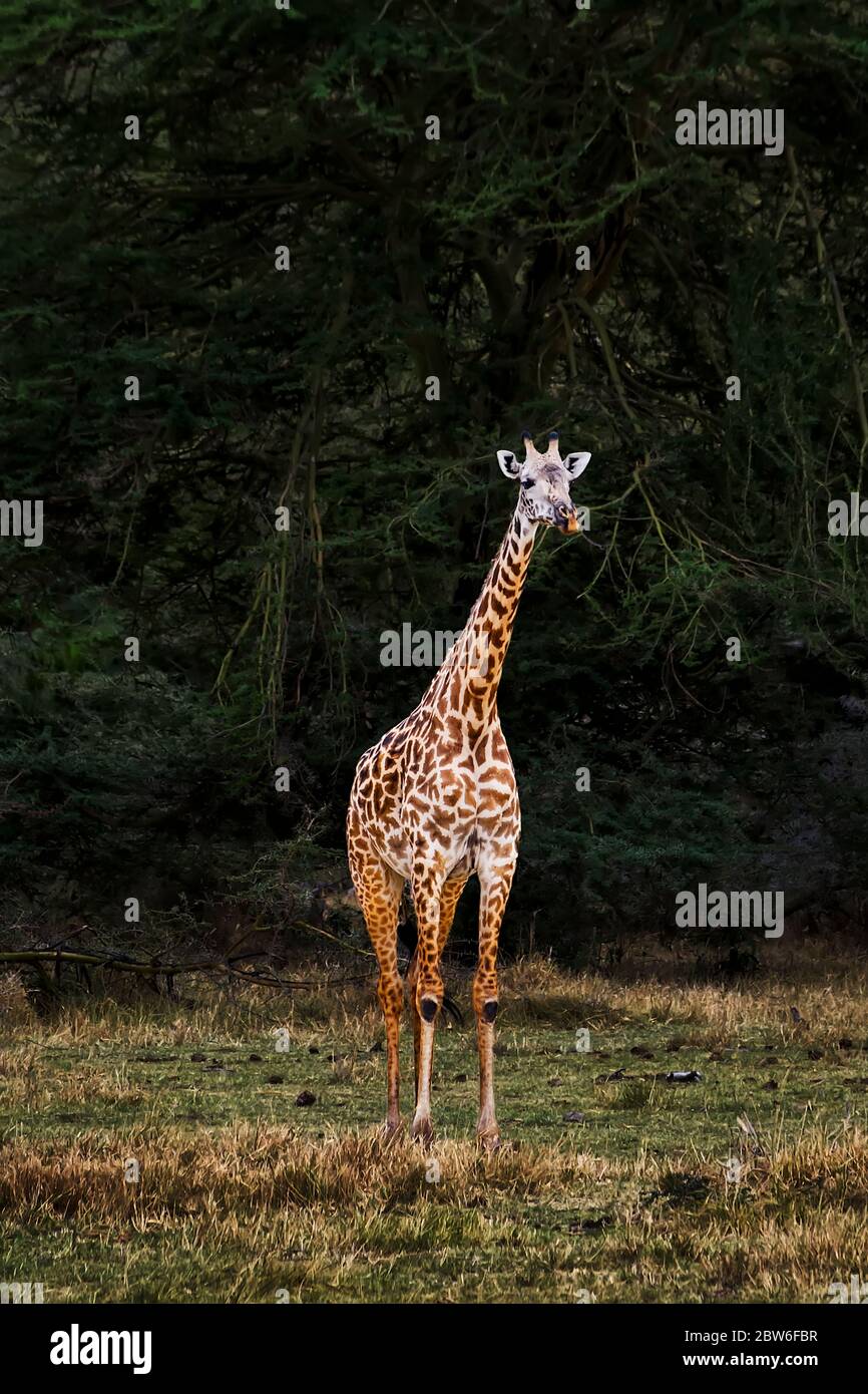 A Masai Giraffe (Giraffa camelopardalis tippelskirchii), also called Kilimanjaro giraffe, coming out of a bush of acacia trees. Lake Manyara area Stock Photo