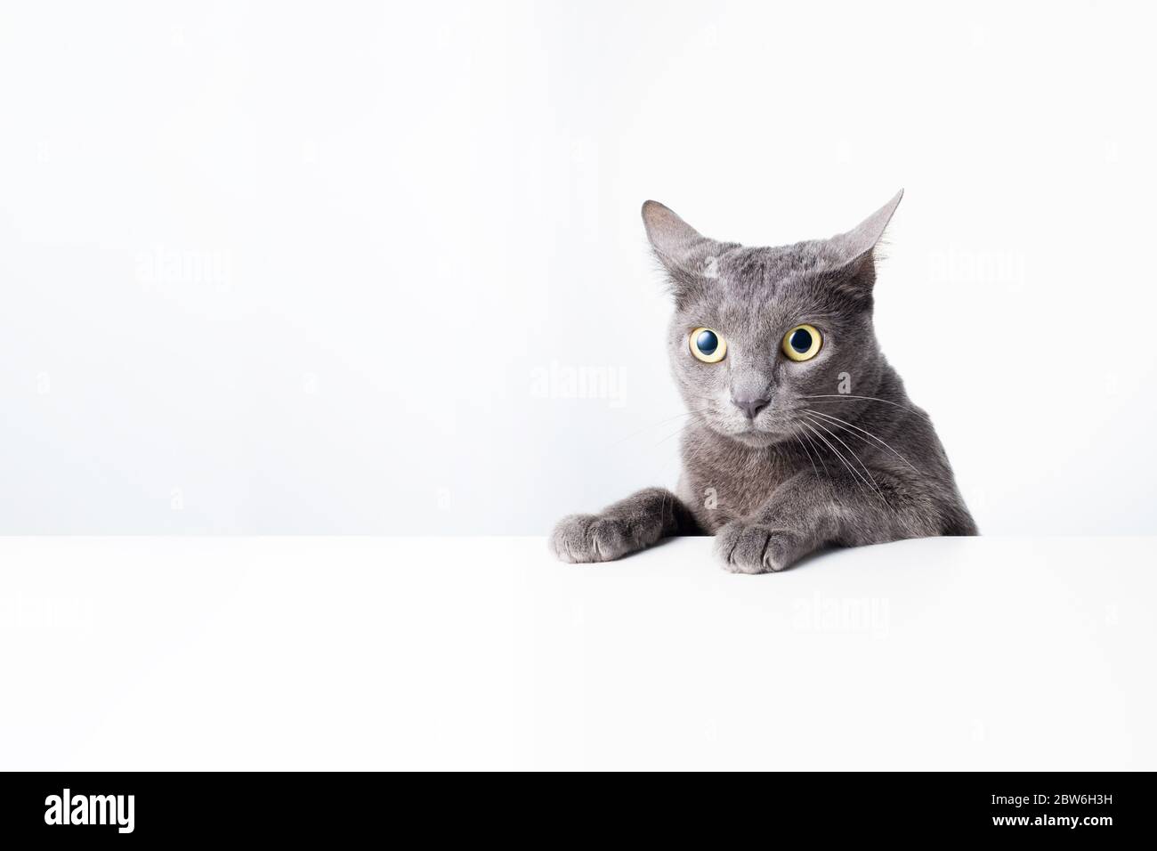 The expression and gesture of a Russian blue cat that can be used as a banner. a cat portrait. Stock Photo