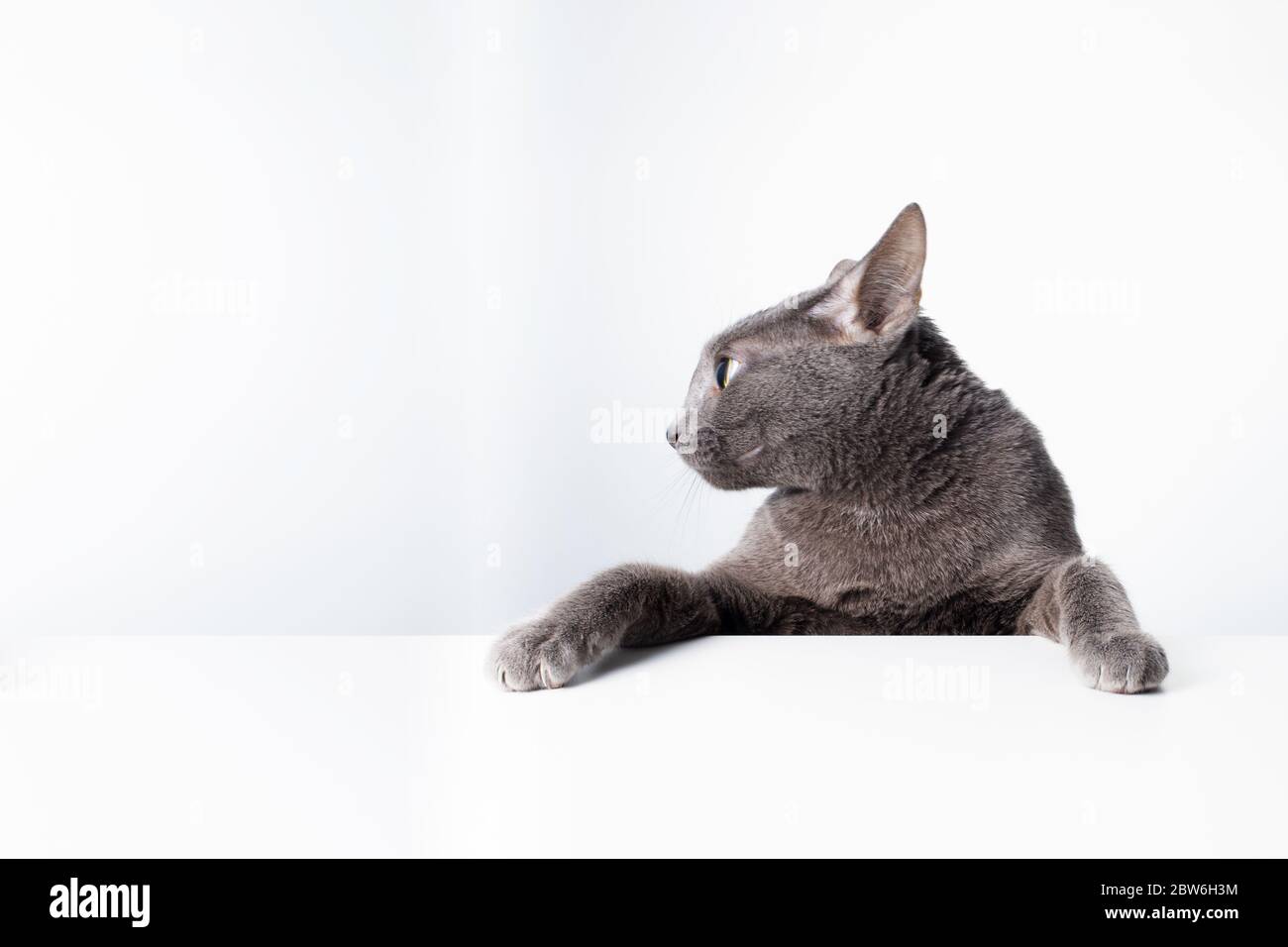 The expression and gesture of a Russian blue cat that can be used as a banner. a cat portrait. Stock Photo