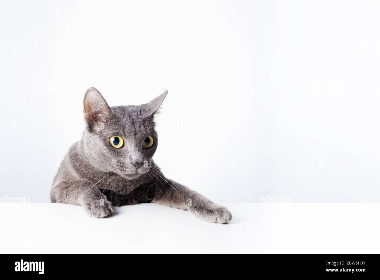 The expression and gesture of a Russian blue cat that can be used as a banner. a cat portrait. Stock Photo